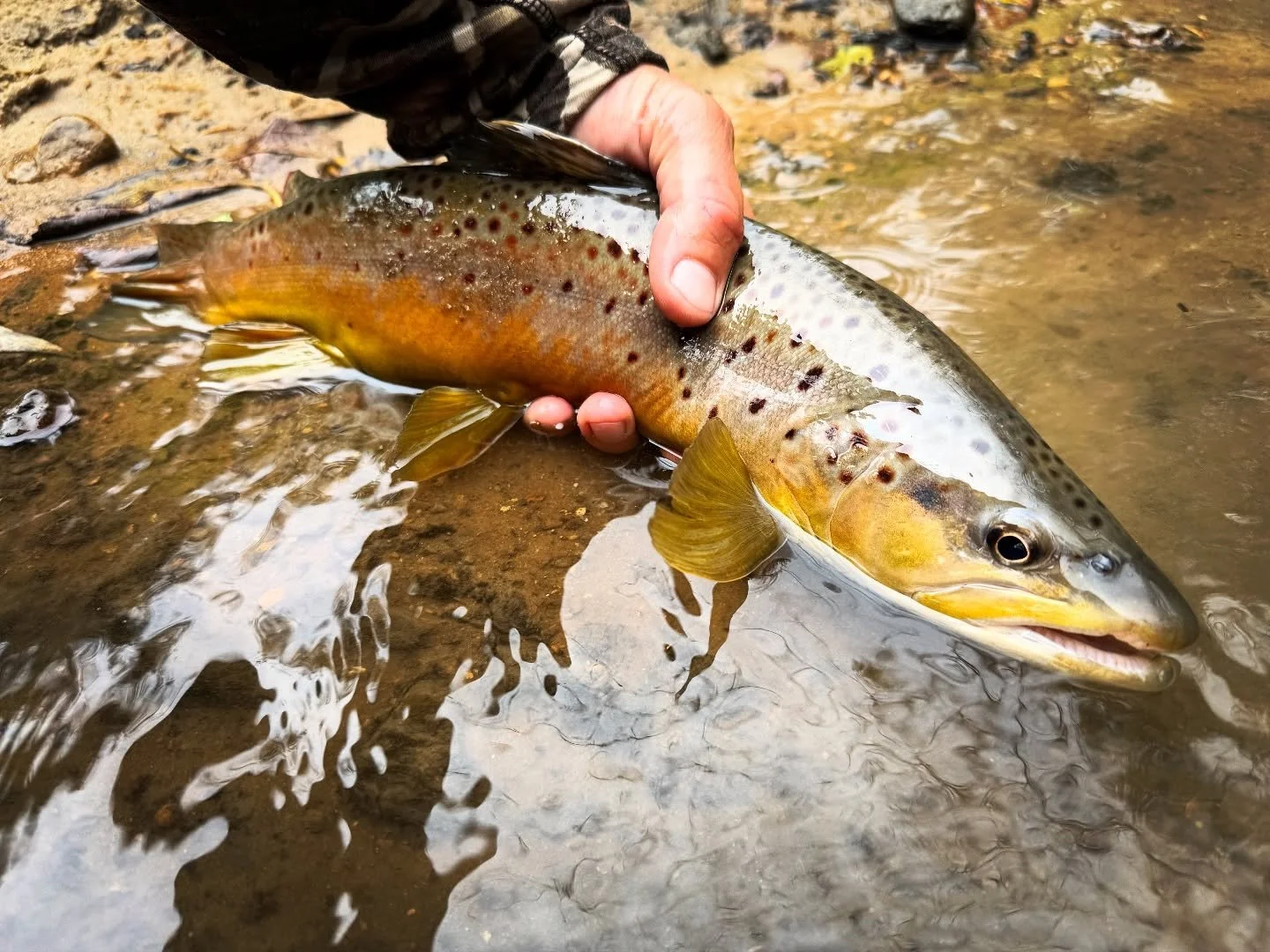 Today is the last day of the Wisconsin inland trout season. The weather screams streamer day! Are you going to get out there?