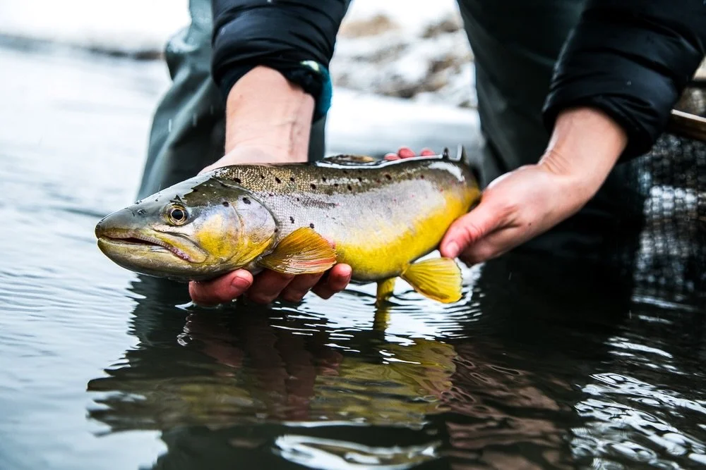 WEATHER WINDOW ALERT! The extended forecast is showing a warmup which means you might want to skip work and stretch those winter legs. We can get you out there. DM if interested!
