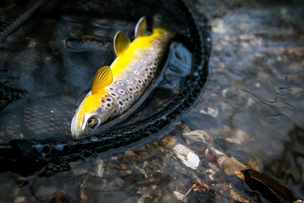 Things are looking good out there folks. Do you have plans to get out in this February weather window??