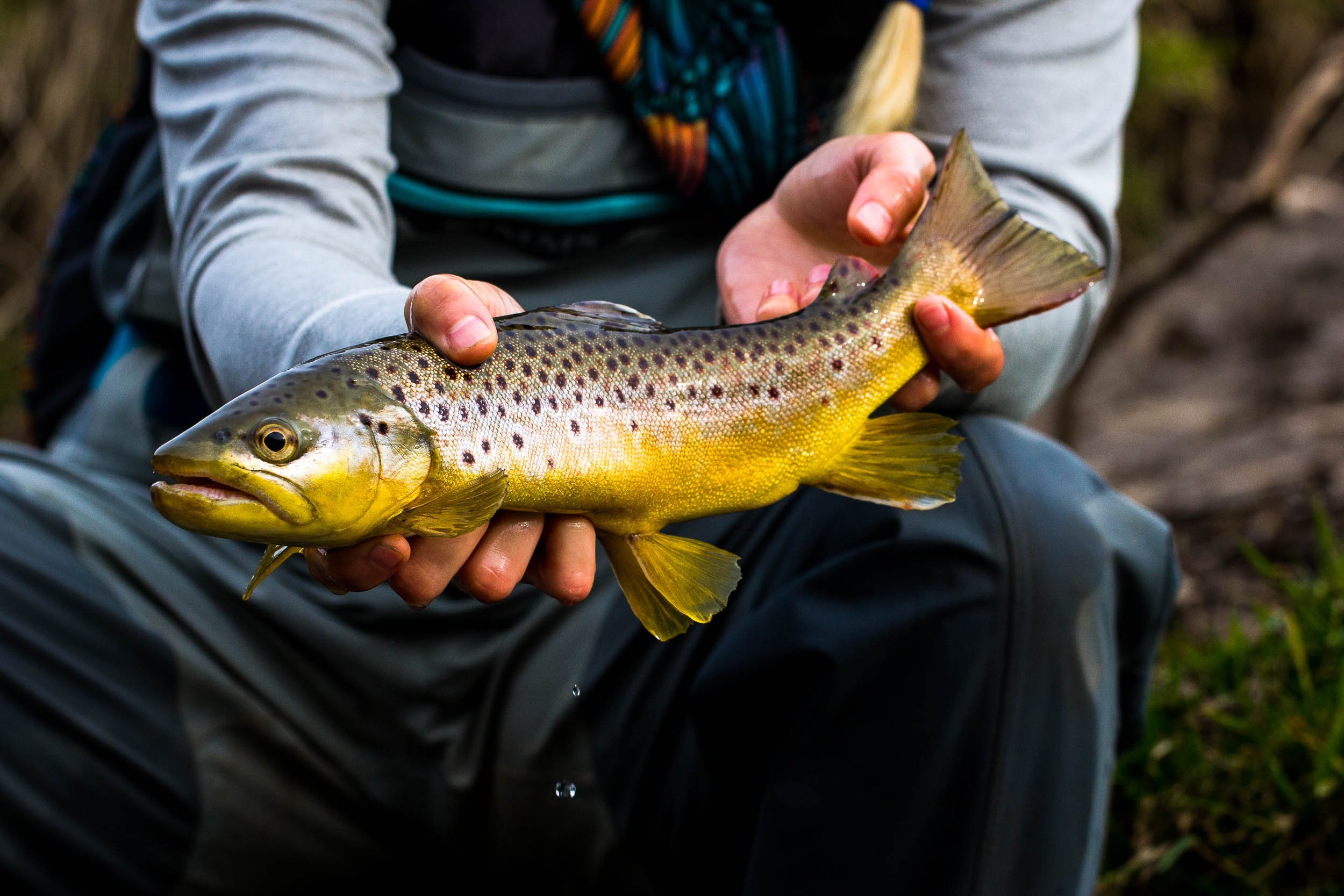 Wisconsin Driftless brown trout caught during a Black Earth Angling guided trip.
