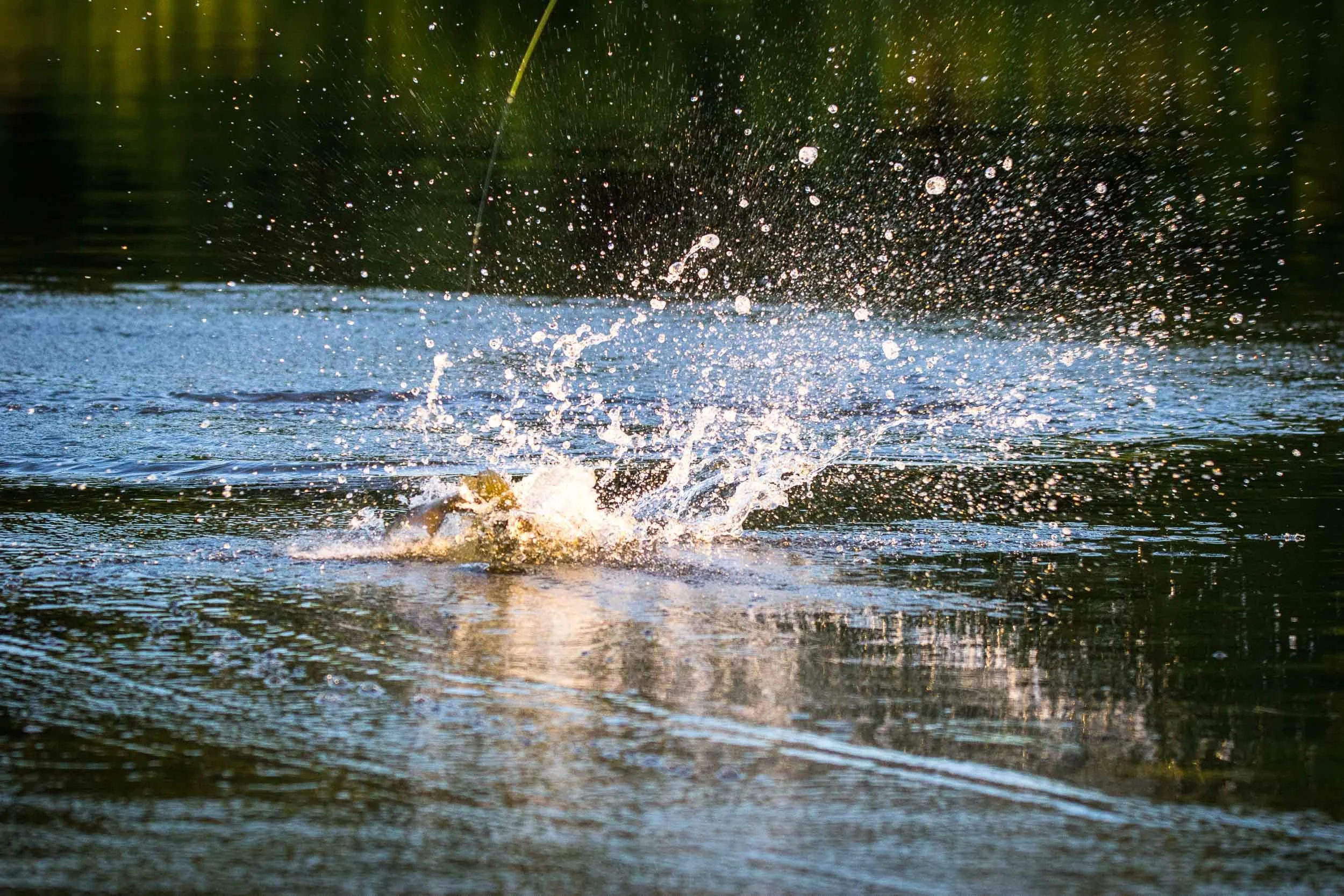 Smallmouth bass crashing baitfish