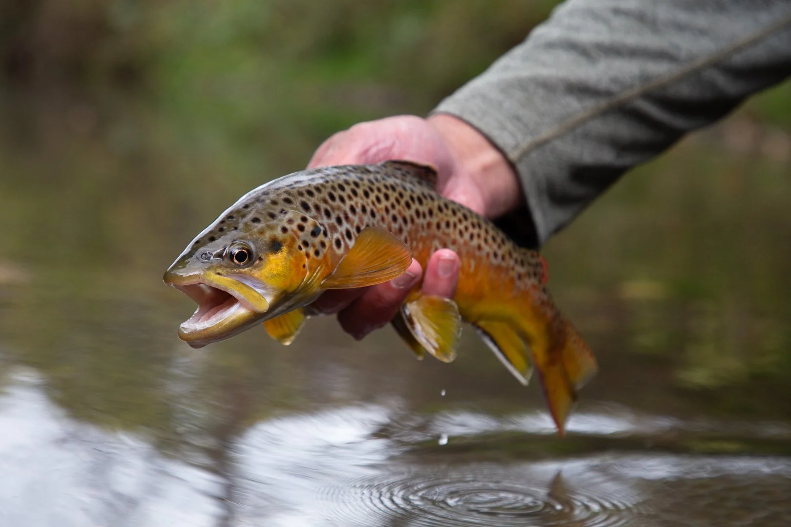 A beautiful fall Brown trout caught in Wisconsin's Driftless spring creeks