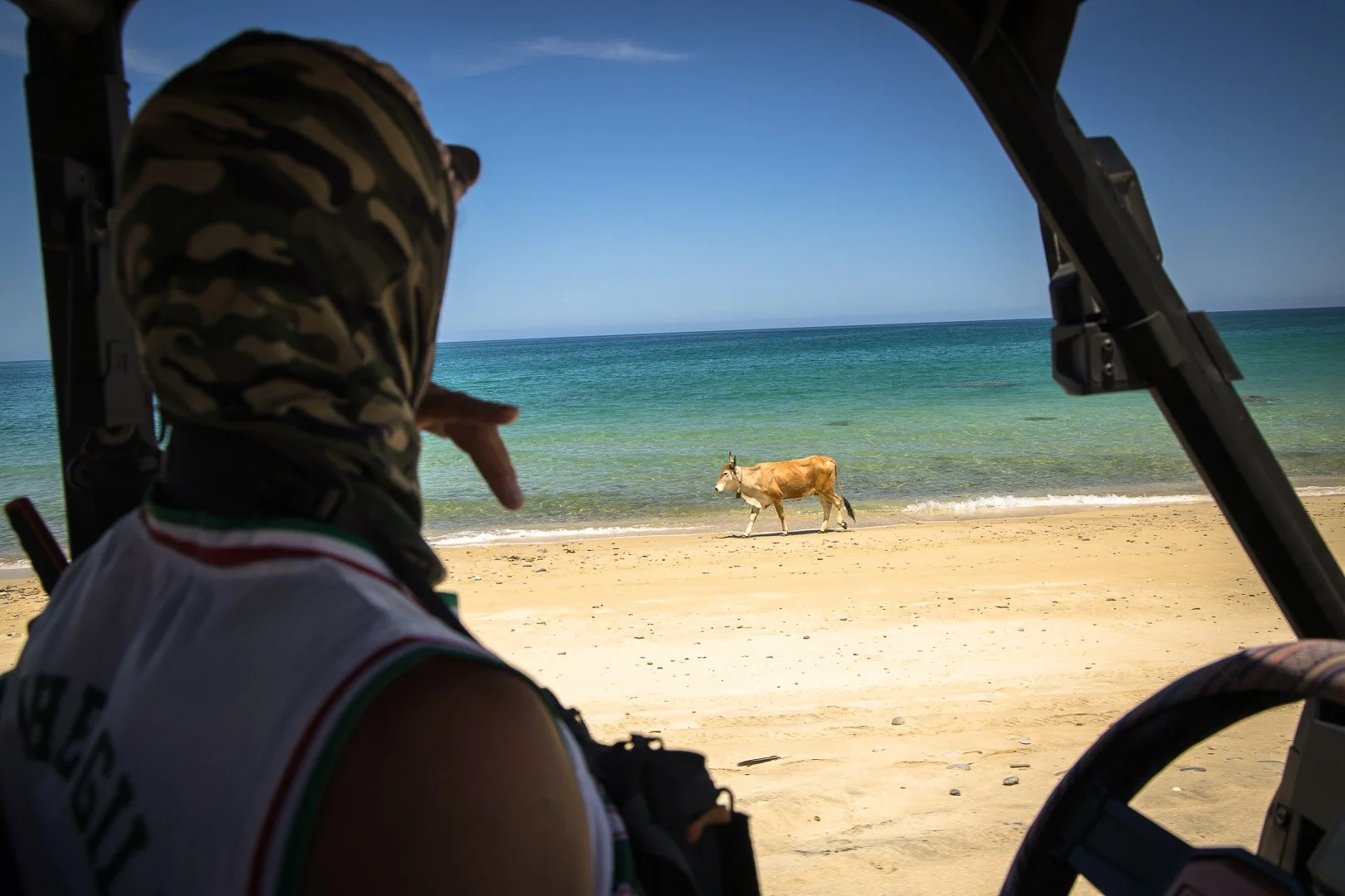 Cow walks along beach while sight fishing for roosterfish in Baja