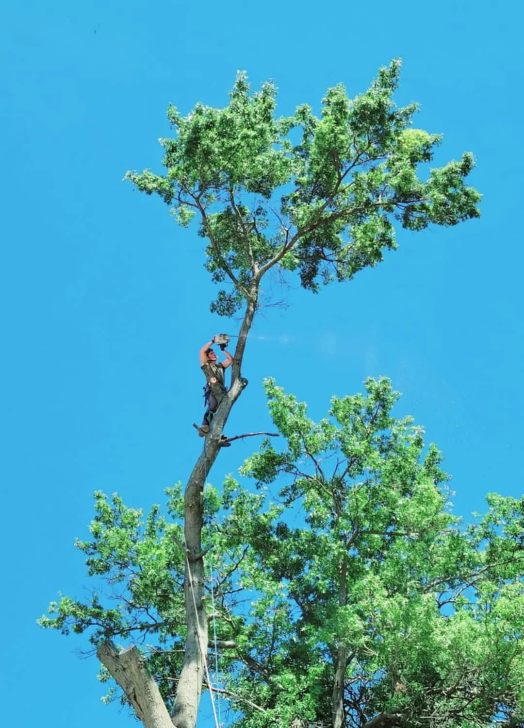 A person climbing a tall tree, wearing safety gear and holding a device to the tree's top, against a clear blue sky.
