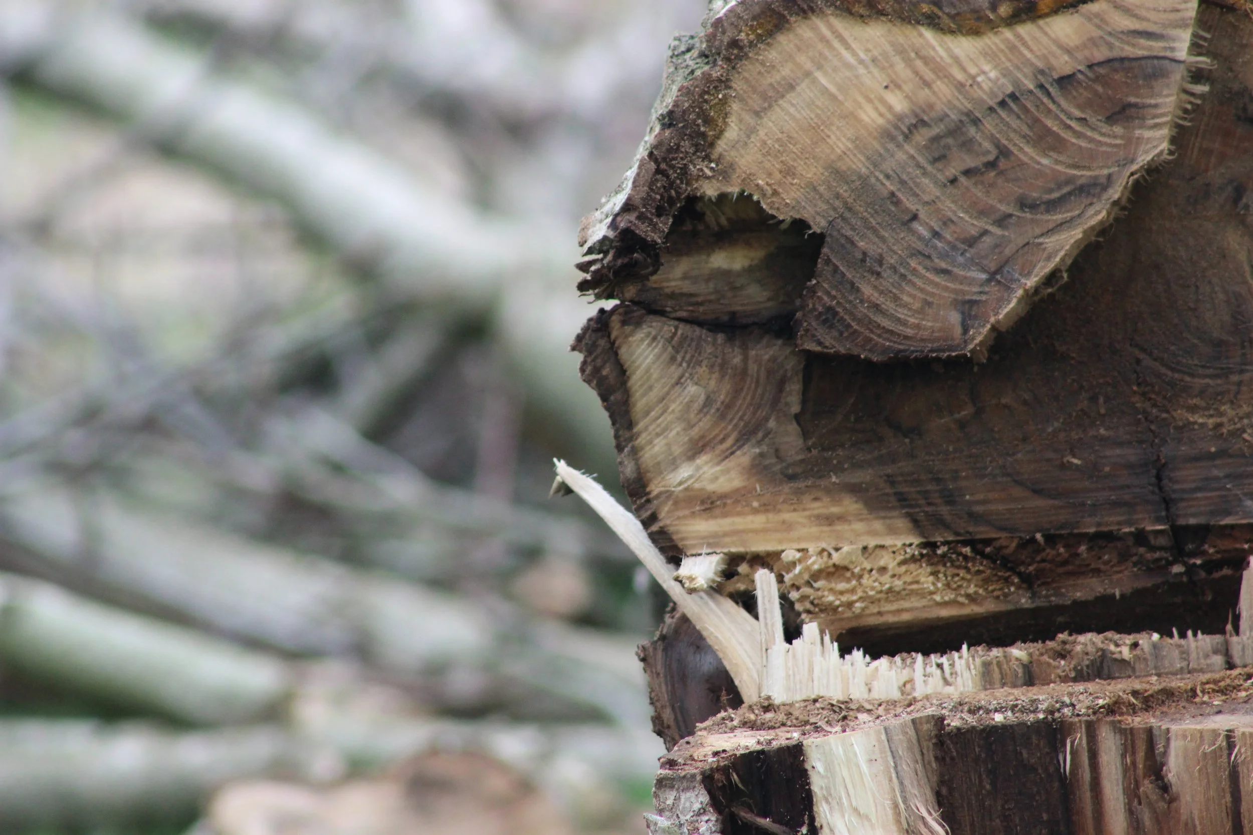 Close-up of a broken tree trunk with splintered wood and jagged edges in a forest setting.