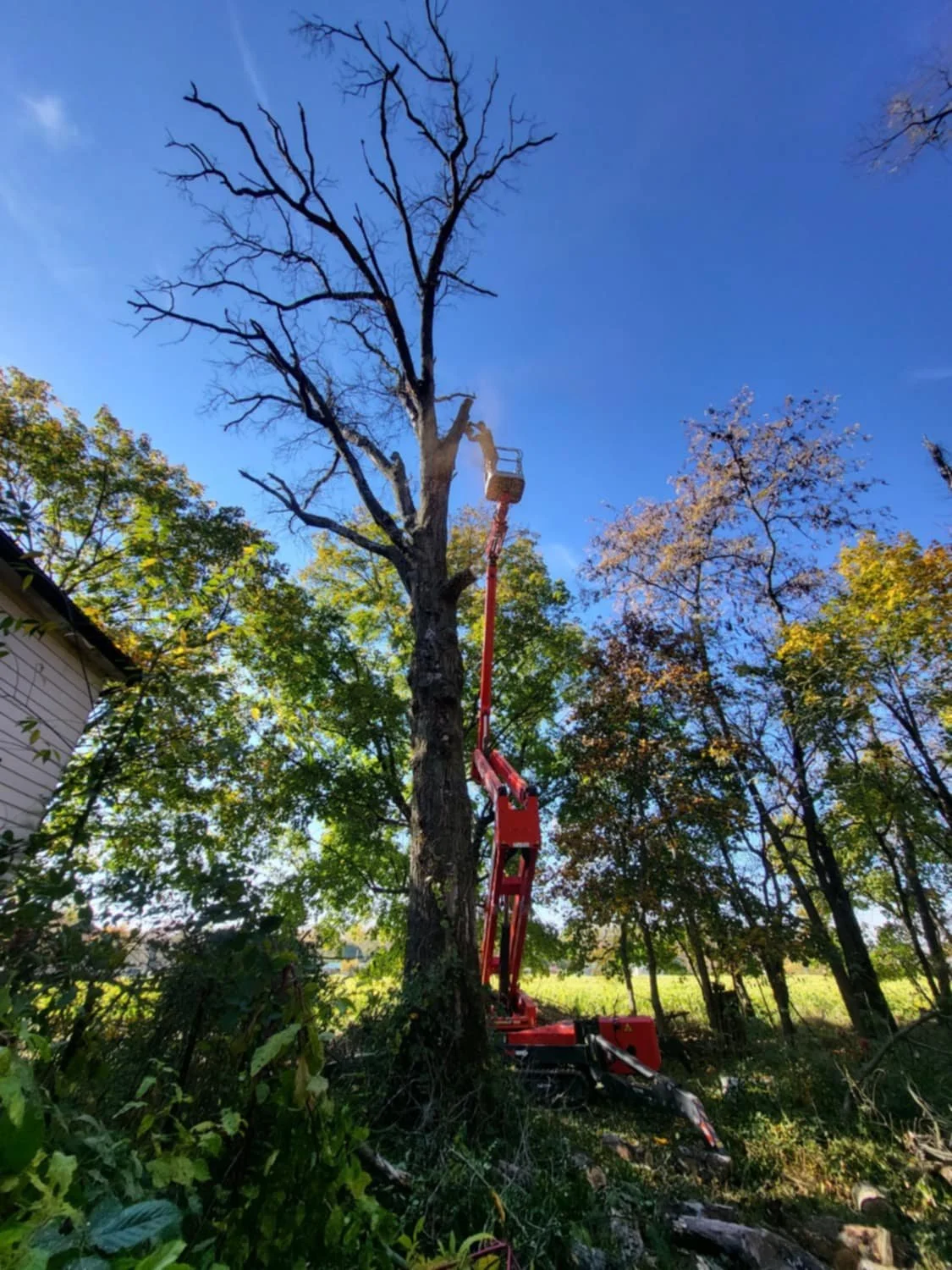 A utility bucket lift working on a large tree with most branches already cut away.