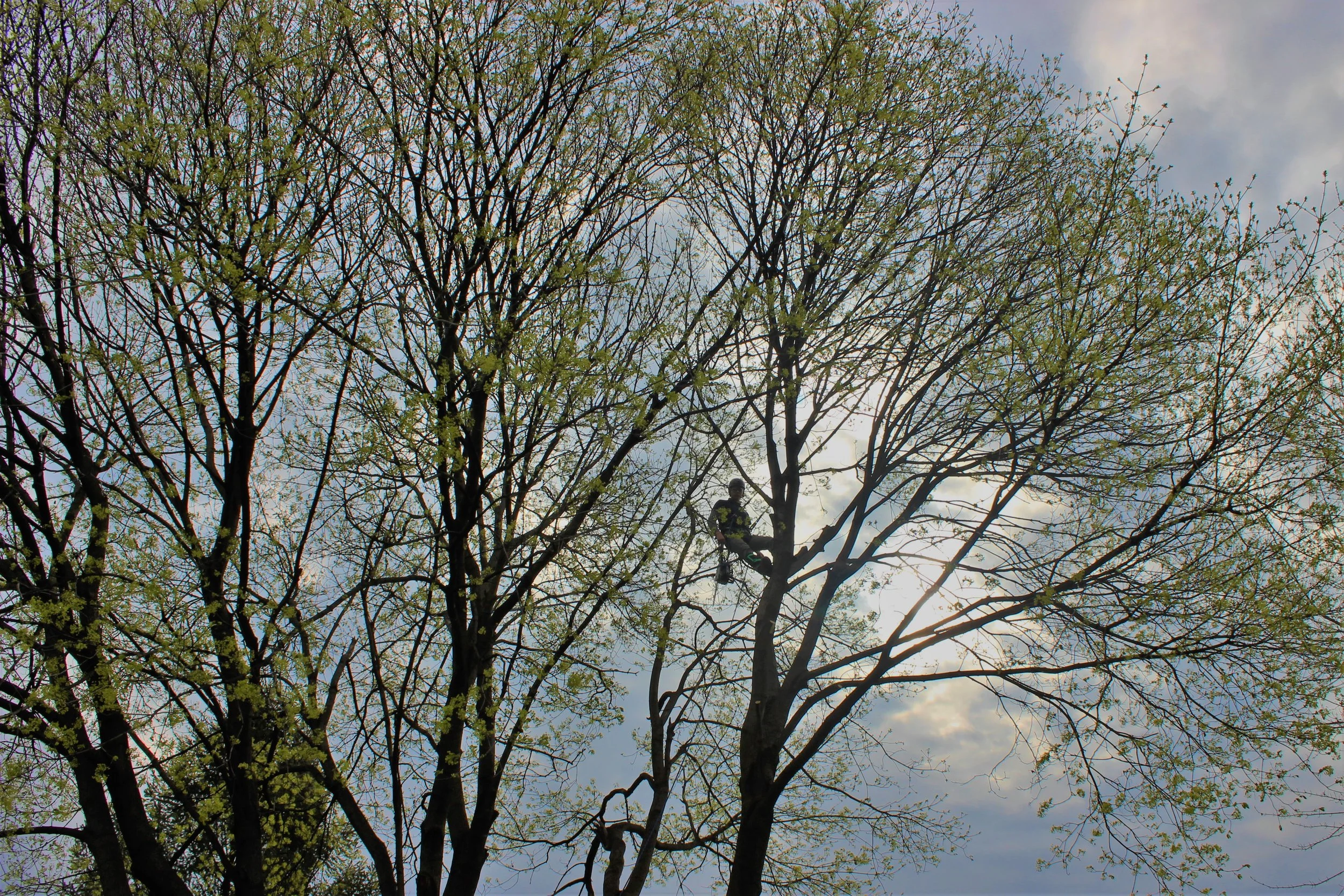 Gallery 2 — Dunlap's Tree Service
