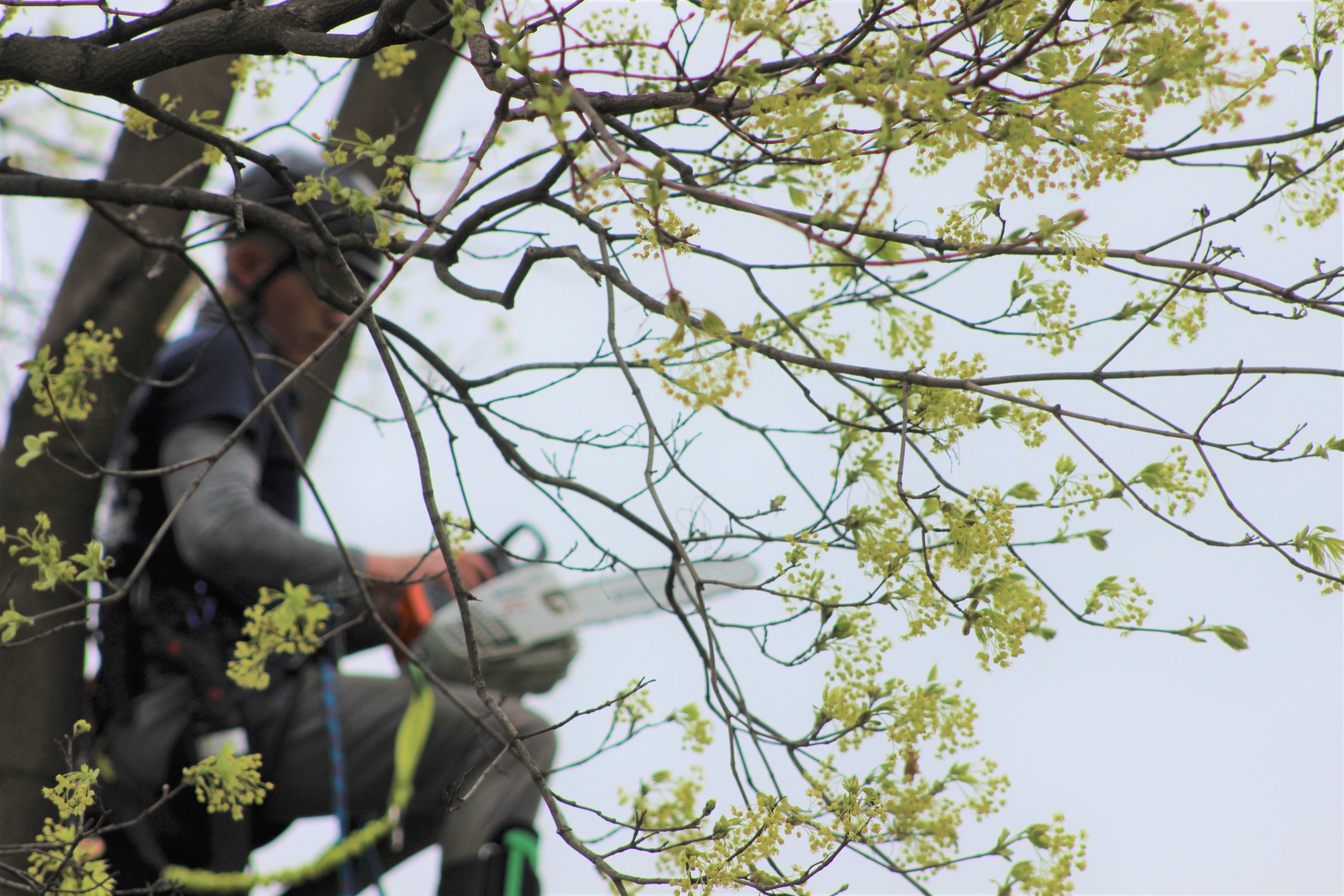 A person climbing a tree with budding green leaves while holding a chainsaw, with the focus on the tree branches in the foreground.