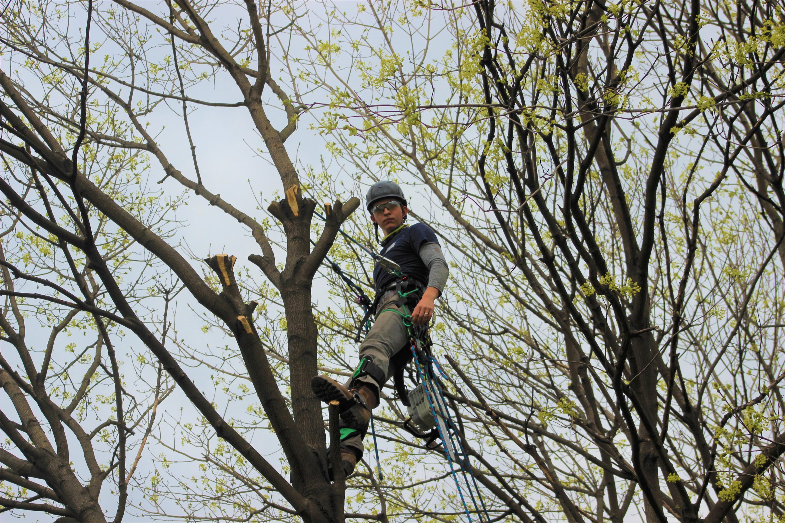 A person wearing safety gear, including a helmet and harness, climbing a tree with new spring leaves.