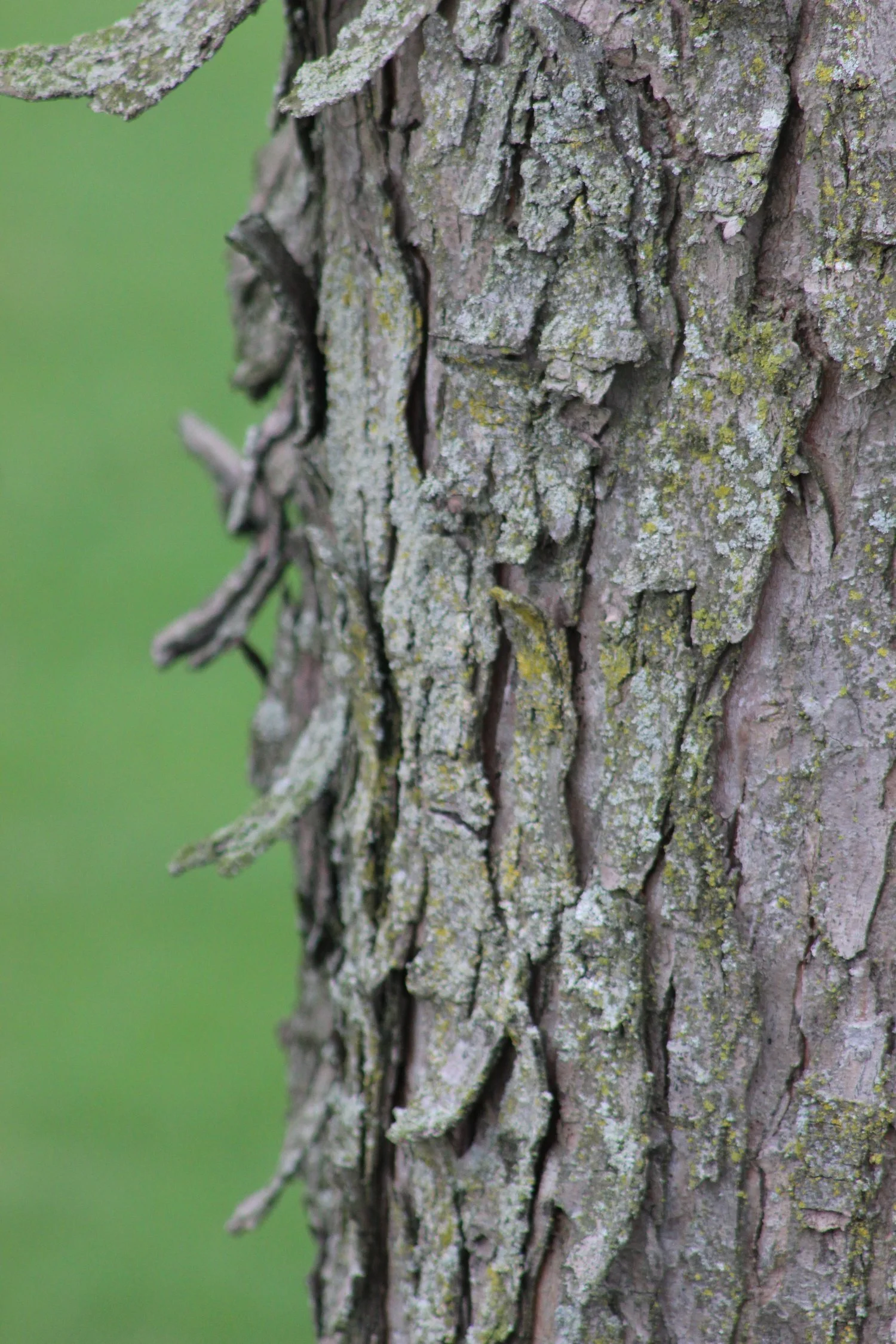 Close-up of tree bark with patches of moss and lichen.