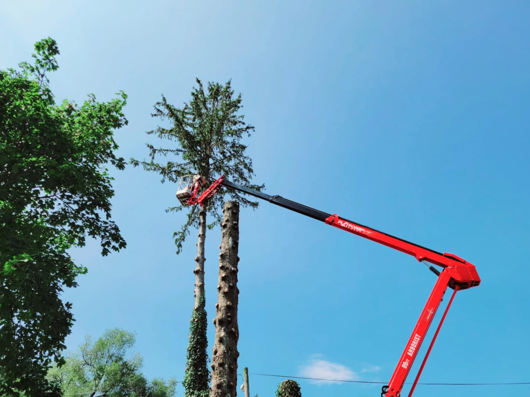 A red crane lifting a worker in a basket to trim a tall tree against a blue sky.