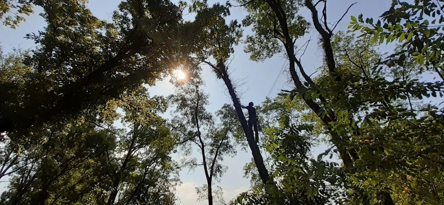 A person climbing a tall tree in a forest with sunlight shining through the leaves.