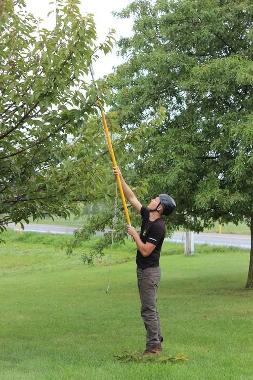 Person wearing a helmet trimming tree branches with a pole saw in a grassy backyard.
