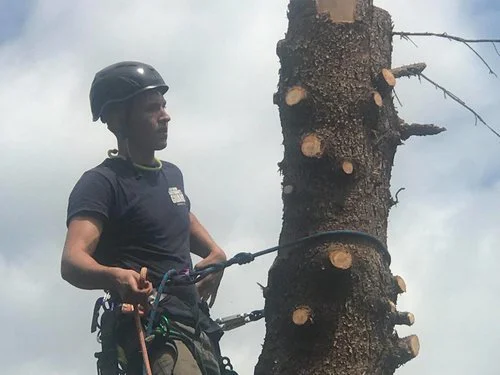 Person in safety helmet using a chainsaw to cut a large tree trunk.