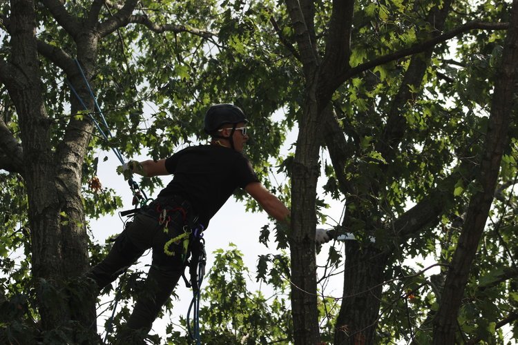 Person wearing a helmet and harness climbing among tree branches
