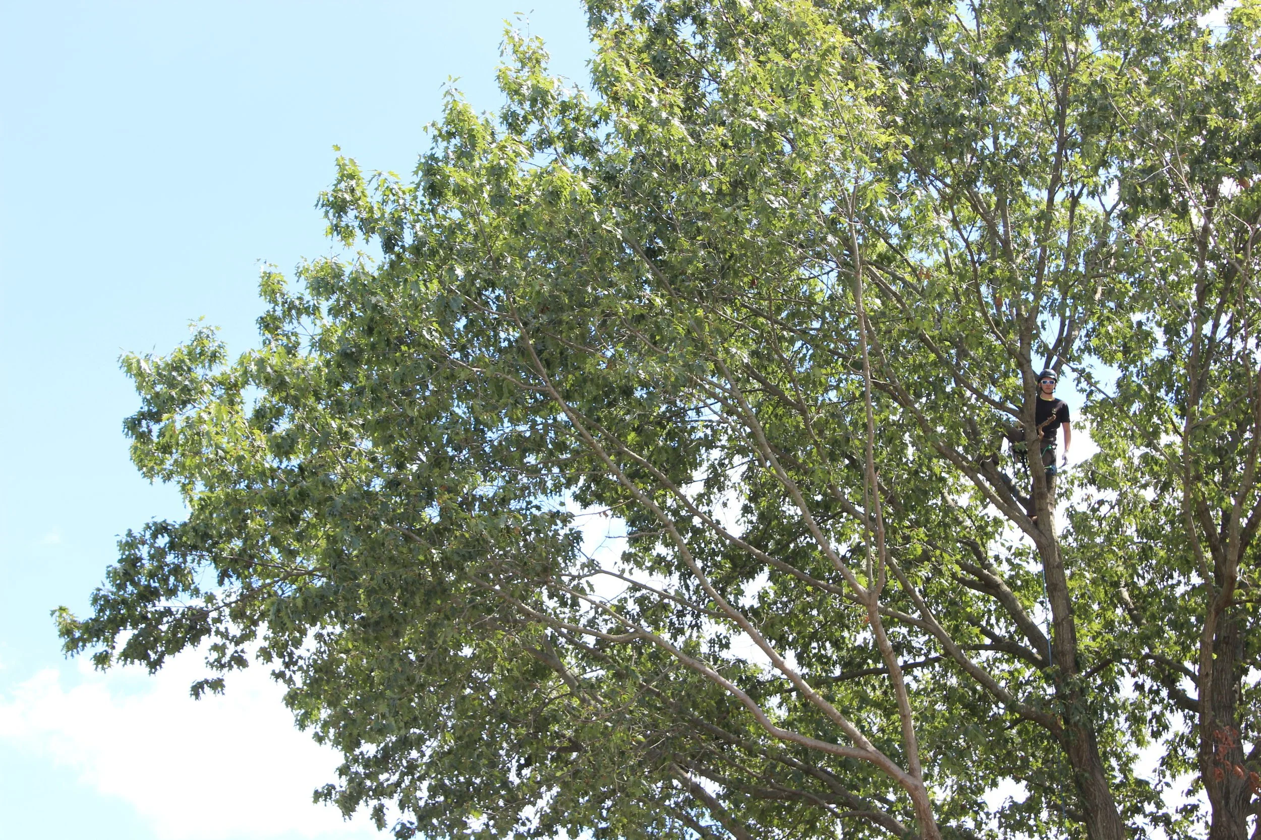 A person wearing a helmet and sunglasses perched high in a leafy tree against a blue sky.