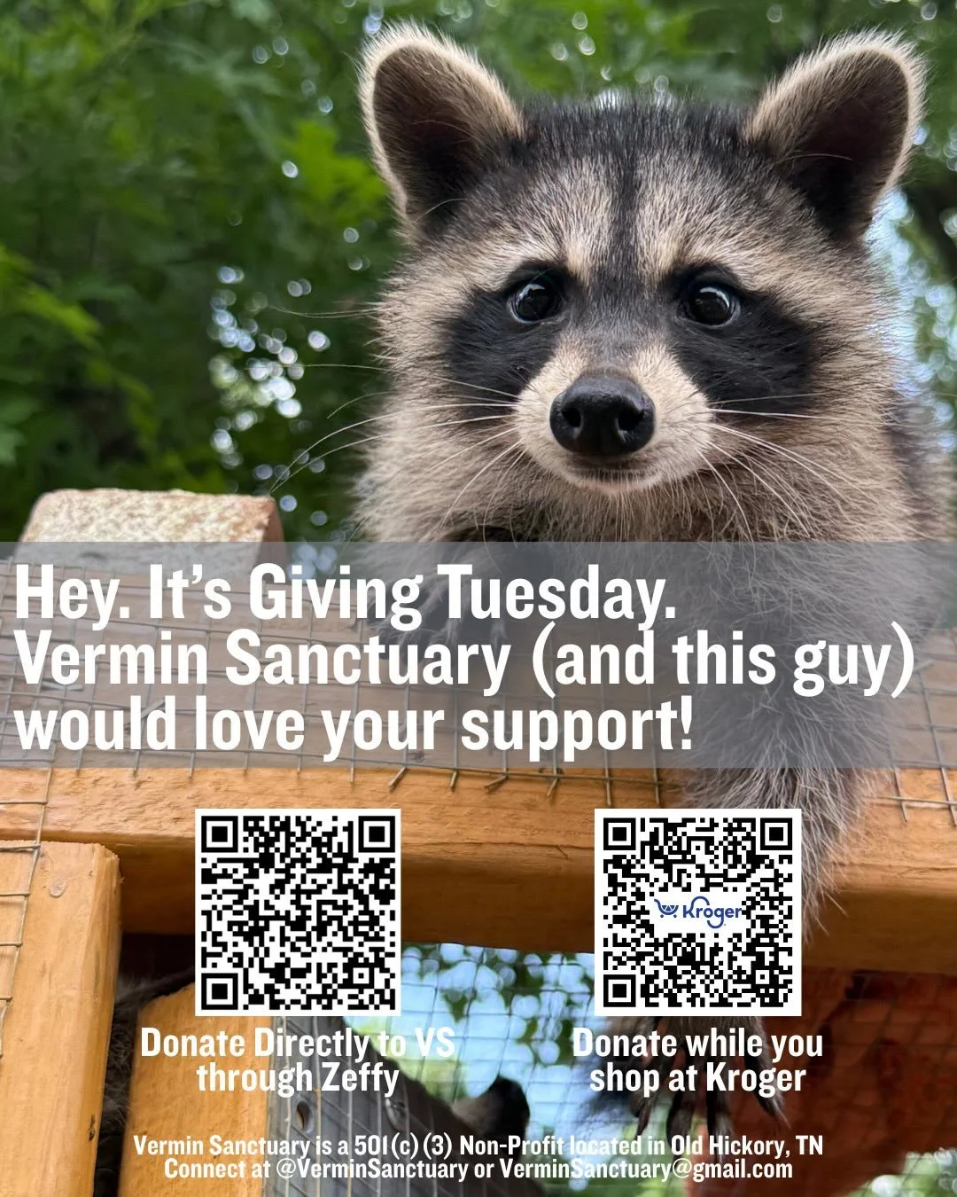 It&rsquo;s Giving Tuesday! Vermin Sanctuary is small but mighty, and your support truly keeps this place running. From formula to medicine to building safe release enclosures.
You can donate directly through Zeffy or choose Vermin Sanctuary as your K
