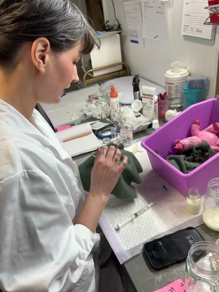 Volunteer spotlight 🖤

@gothic_maximalist 

Our first volunteer trained in tube feeding, rabies vaccinated, and now helping coordinate our growing volunteer, educational programs, and most importantly general chaos management.

She is an absolute ro