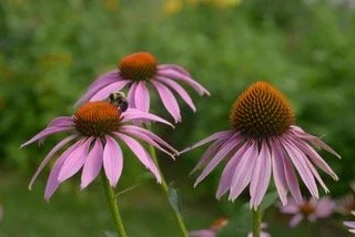 Cone Flower