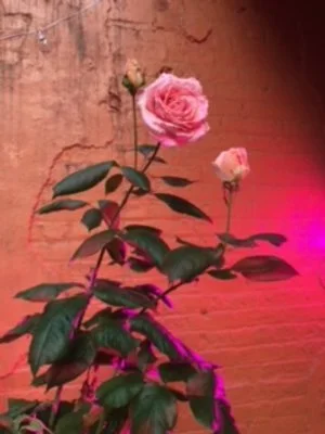 Jane Goodall Rose