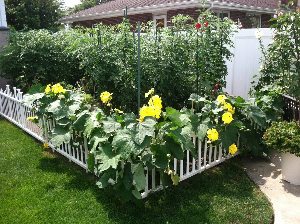 Backyard Garden