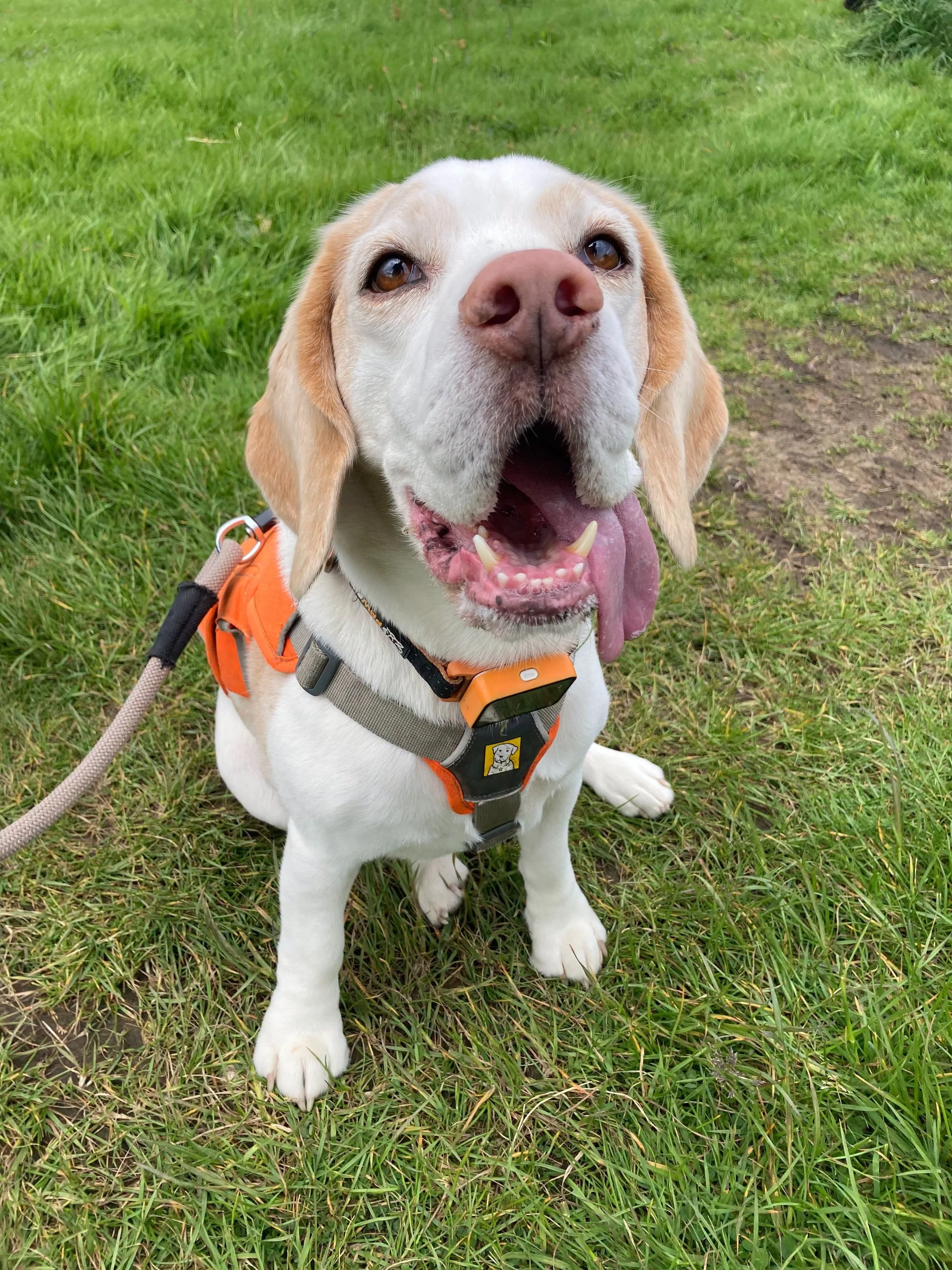 A happy yellow and white dog standing on a dirt path in a grassy field, with hills and a blue sky with few clouds in the background.