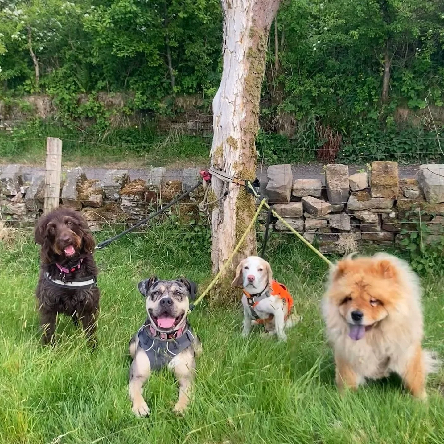 Four dogs sitting on grass in front of a tree with a wire fence and stone wall in the background.