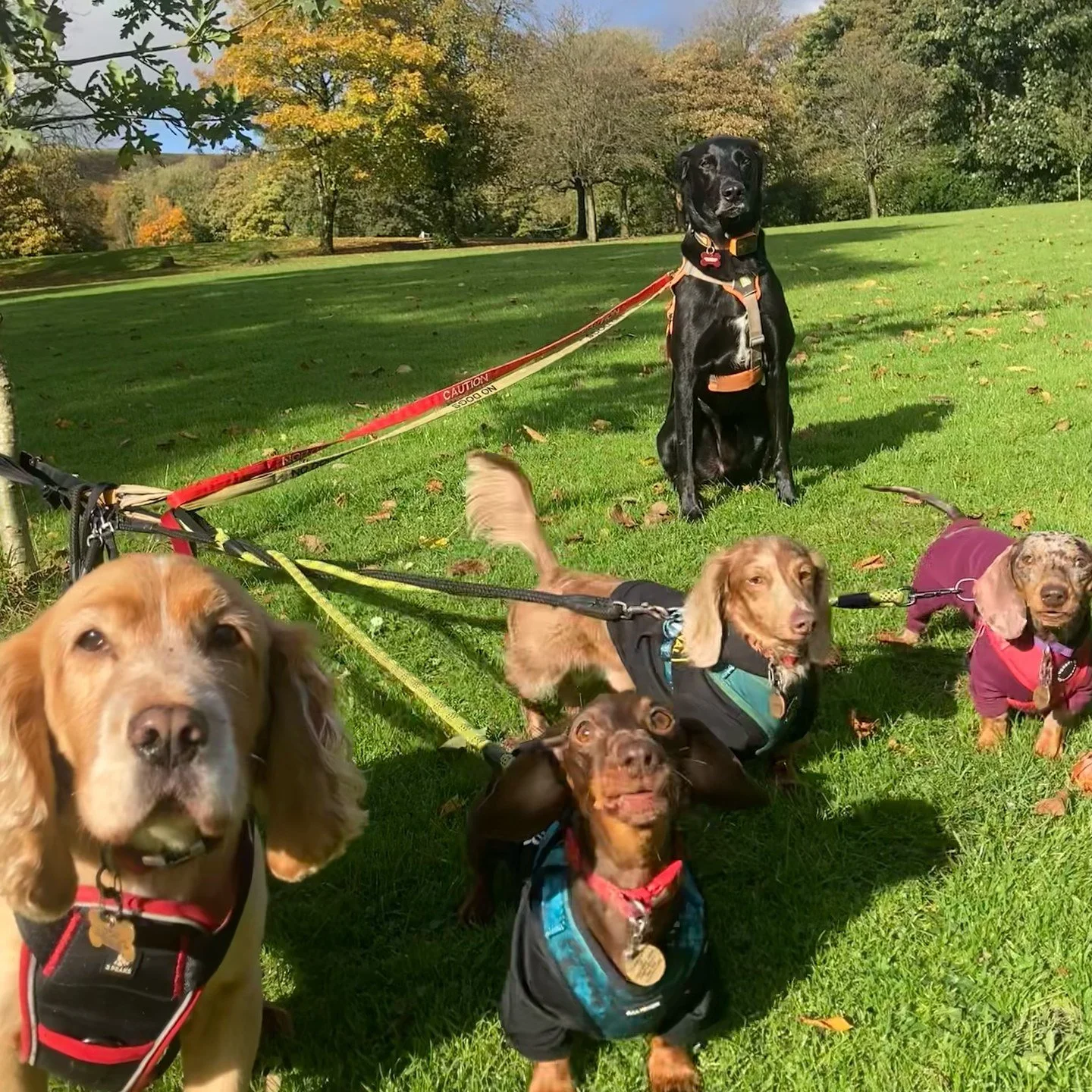 Group of five dogs of various breeds and colors sitting and standing on a grassy field in a park with trees in autumn foliage.