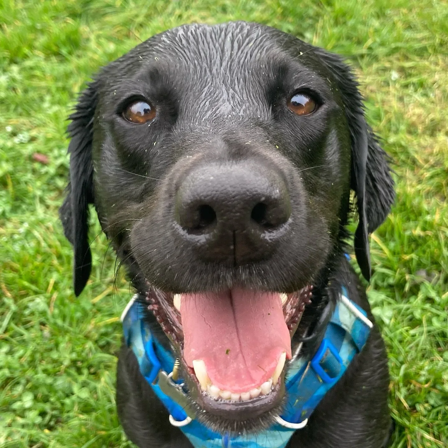 A happy black Labrador dog wearing an orange harness sitting on a sidewalk next to a flower garden with white, yellow, pink, and red blooms.