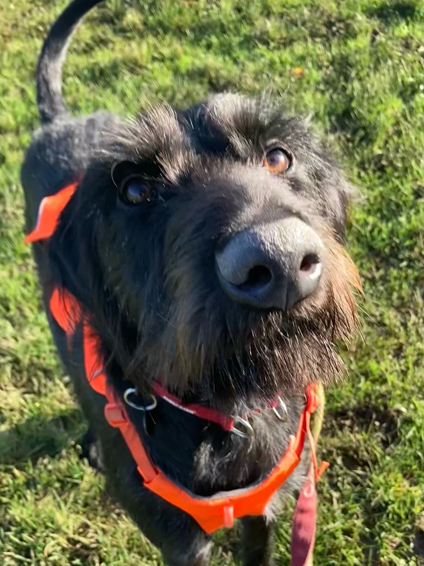 Close-up of a black dog with orange harness and leash on green grass, looking up at the camera.