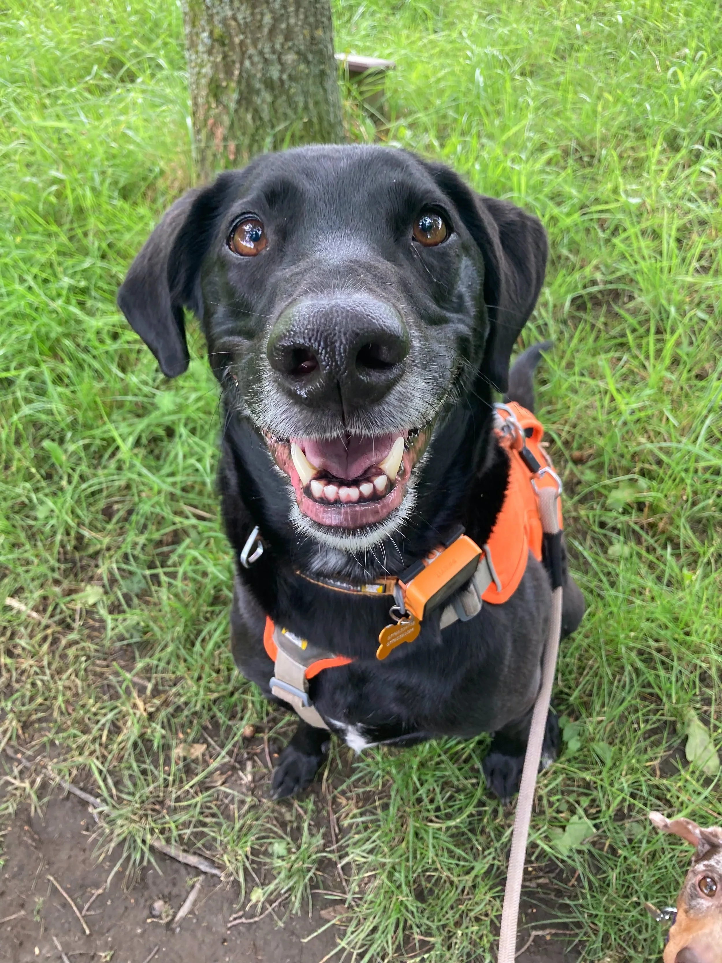 Black Labrador mix dog wearing an orange harness sitting on grass with a yellow flower and water in the background, smiling at the camera.