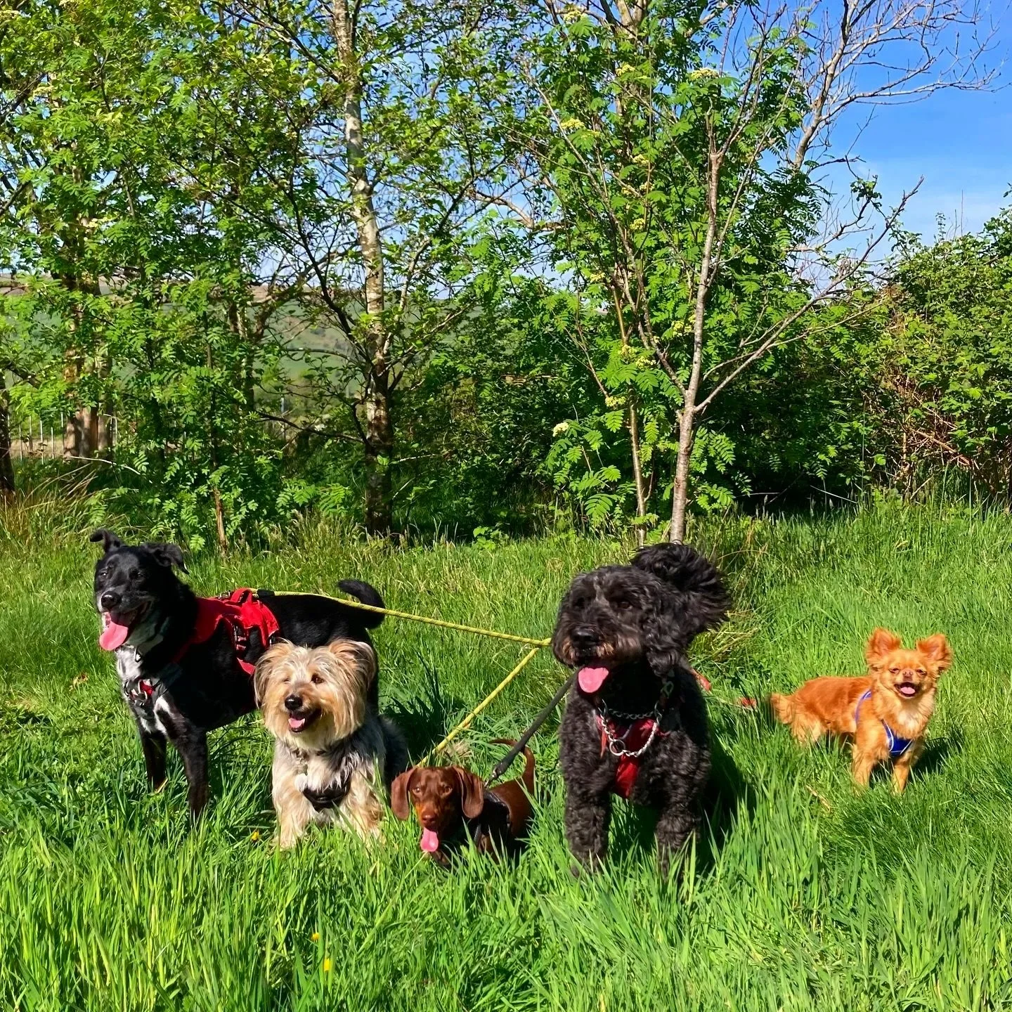 Five dogs of various breeds and sizes standing on grass near trees on a sunny day.