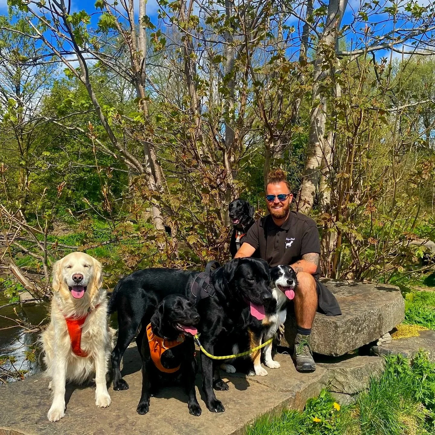 A man with sunglasses and a beard sitting on a rock with six dogs outdoors near trees and greenery on a sunny day.