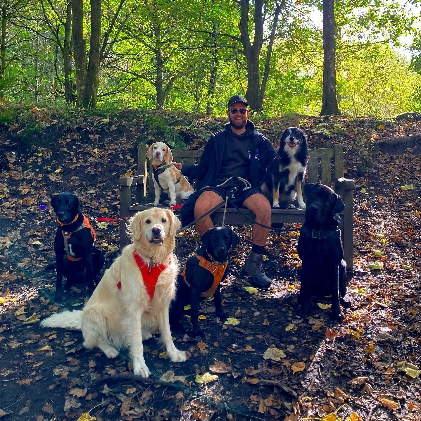 A man sitting on a park bench surrounded by six dogs in a wooded area with trees and sunlight filtering through.