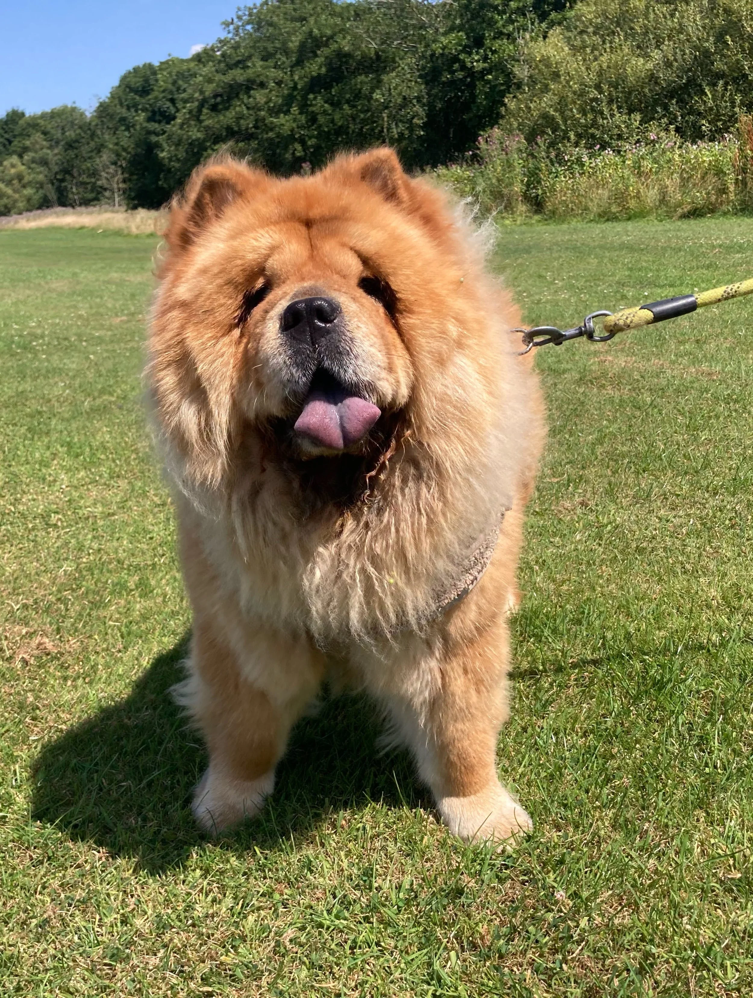 Close-up of a happy Chow Chow dog with a fluffy golden-brown coat, showing its tongue out, outdoors in tall green grass.