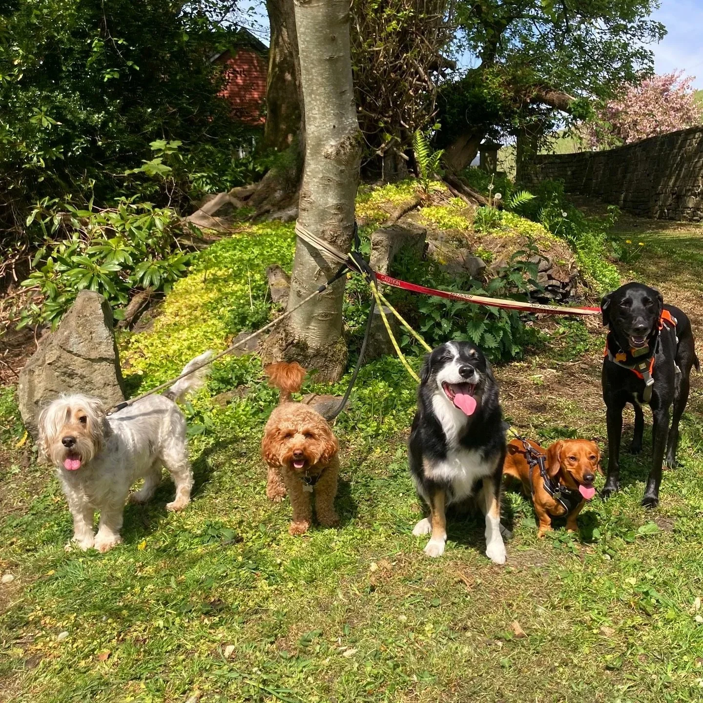 Five dogs of various breeds and sizes standing on grass in a park with trees and bushes in the background.