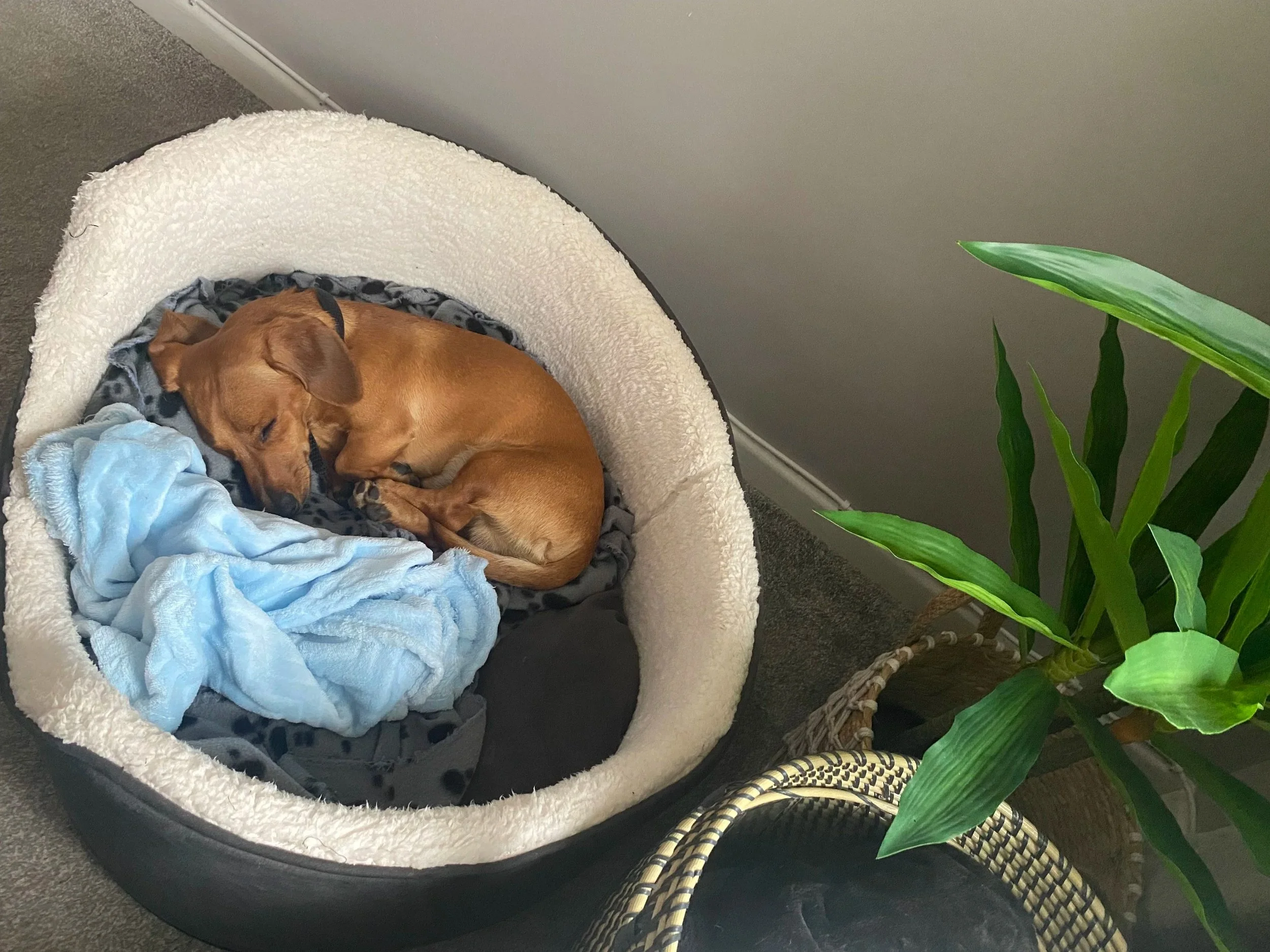 A small brown dog sleeping curled up in a cozy, oval-shaped pet bed with a cream-colored fleece lining. The bed contains a light blue towel and a gray fleece blanket. Next to the bed is a green houseplant with broad leaves, and a woven basket partially visible at the bottom right corner.