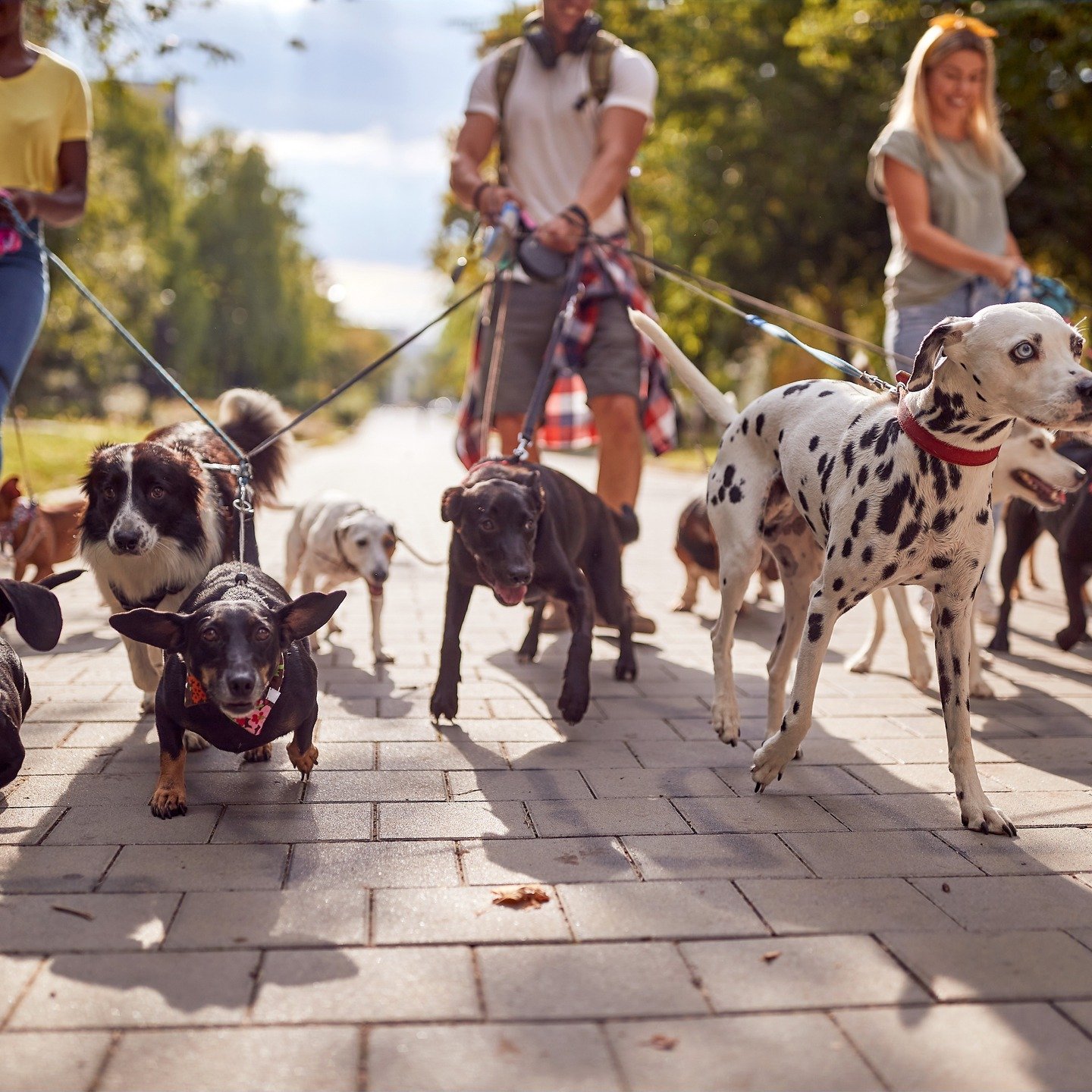 &quot;Squad goals! 🐶✨ A perfect day at the park with our furry besties&mdash;fresh air, wagging tails, and zero mess! Thanks to Poopalicious dog waste bags, cleaning up is quick, easy, and hassle-free. Keep the park clean, one scoop at a time! 💩♻️ 