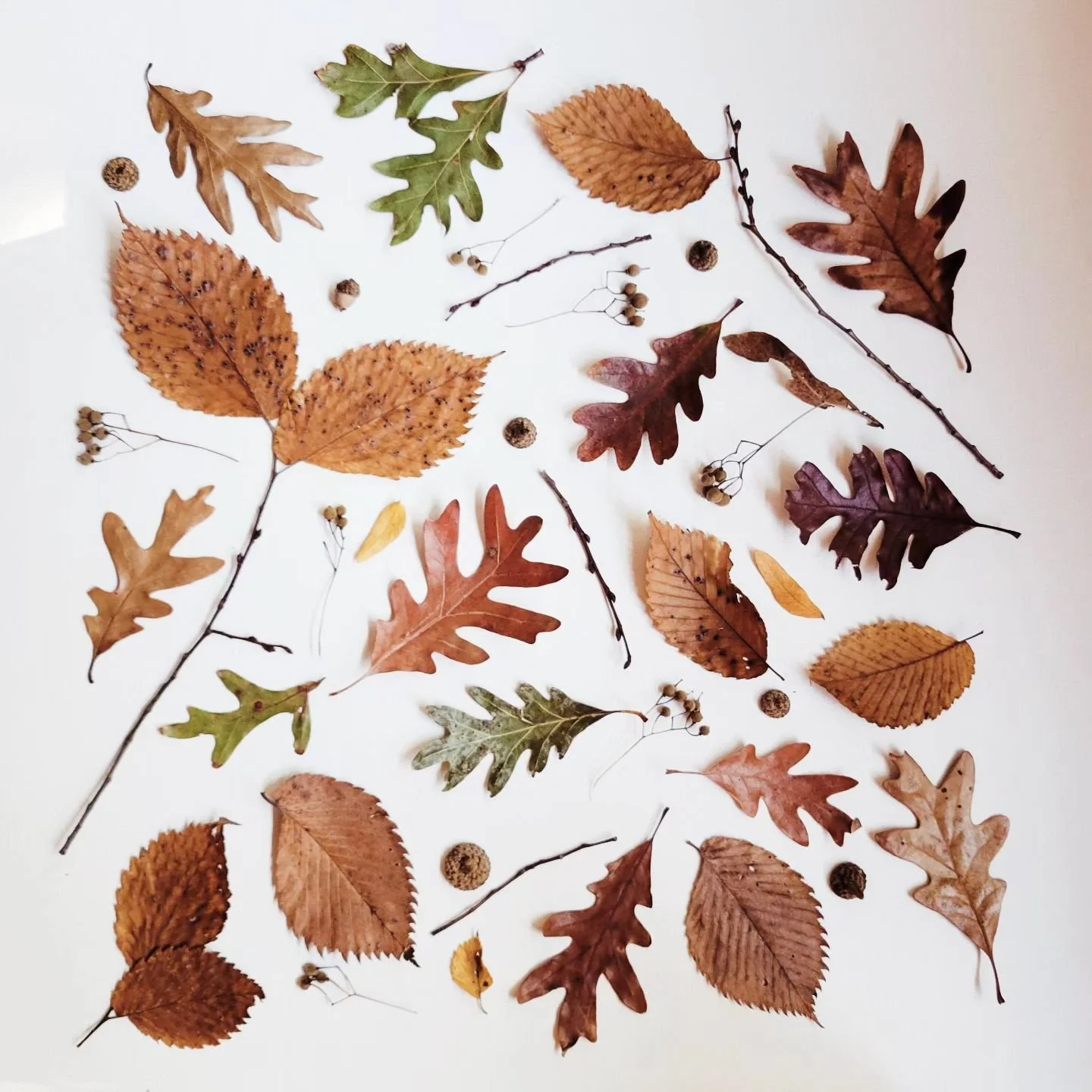 Findings from my deck... 🍂
Moodboards from nature are the best. 

#autumnleaves #fallfoliage #naturephotography #autumvibes #fallcolors #seasonalbeauty