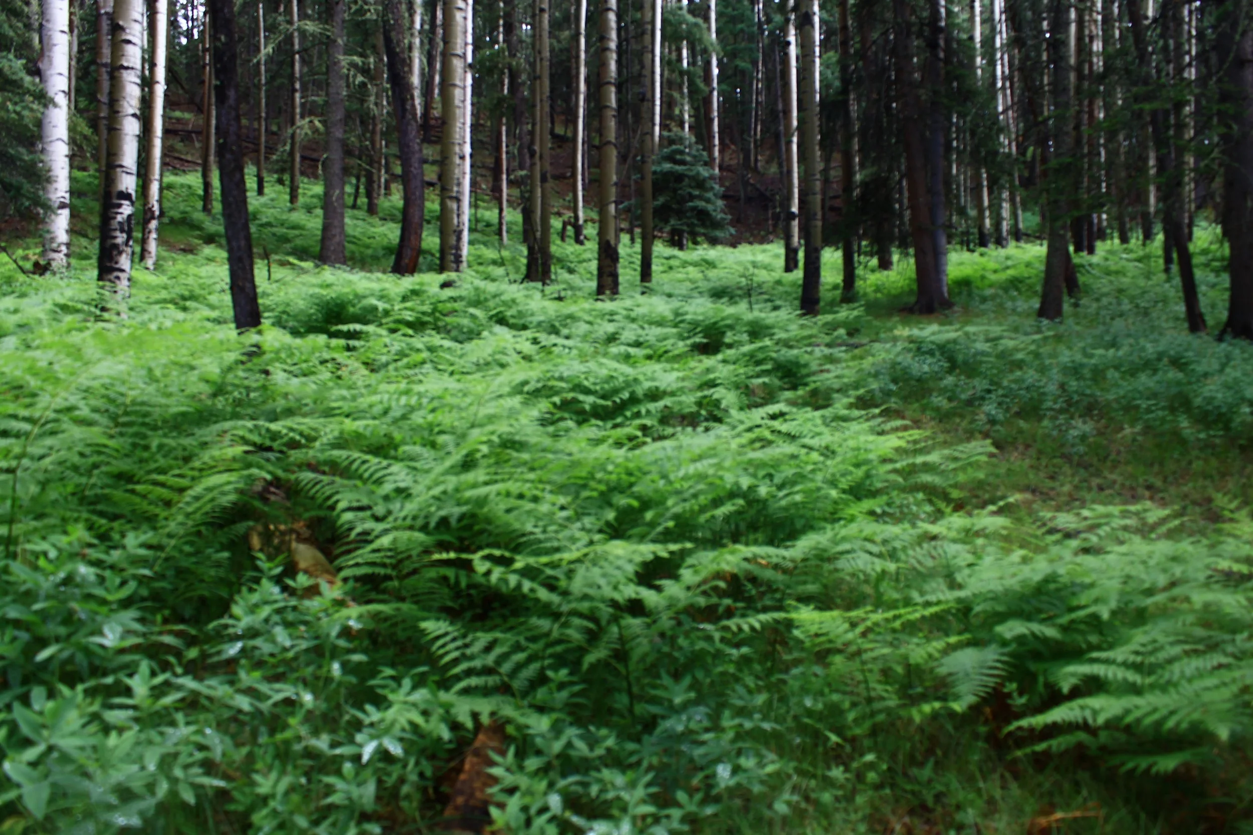 Santa Fe National Forest / May 2021