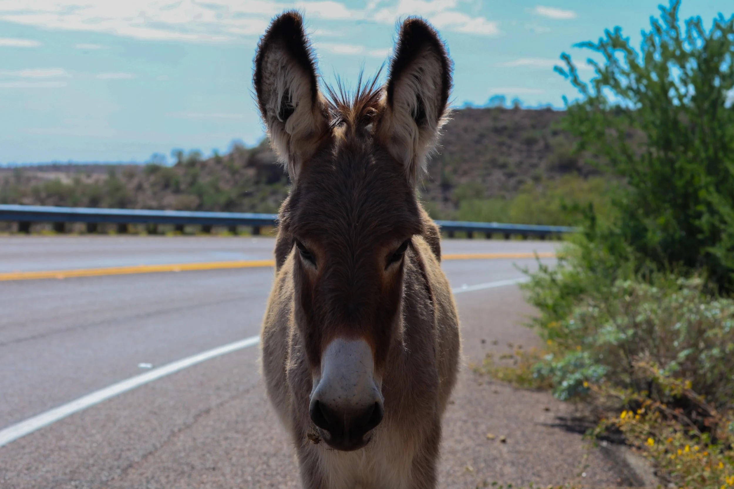 Wild Burros / Lake Pleasant, Arizona / October 2025