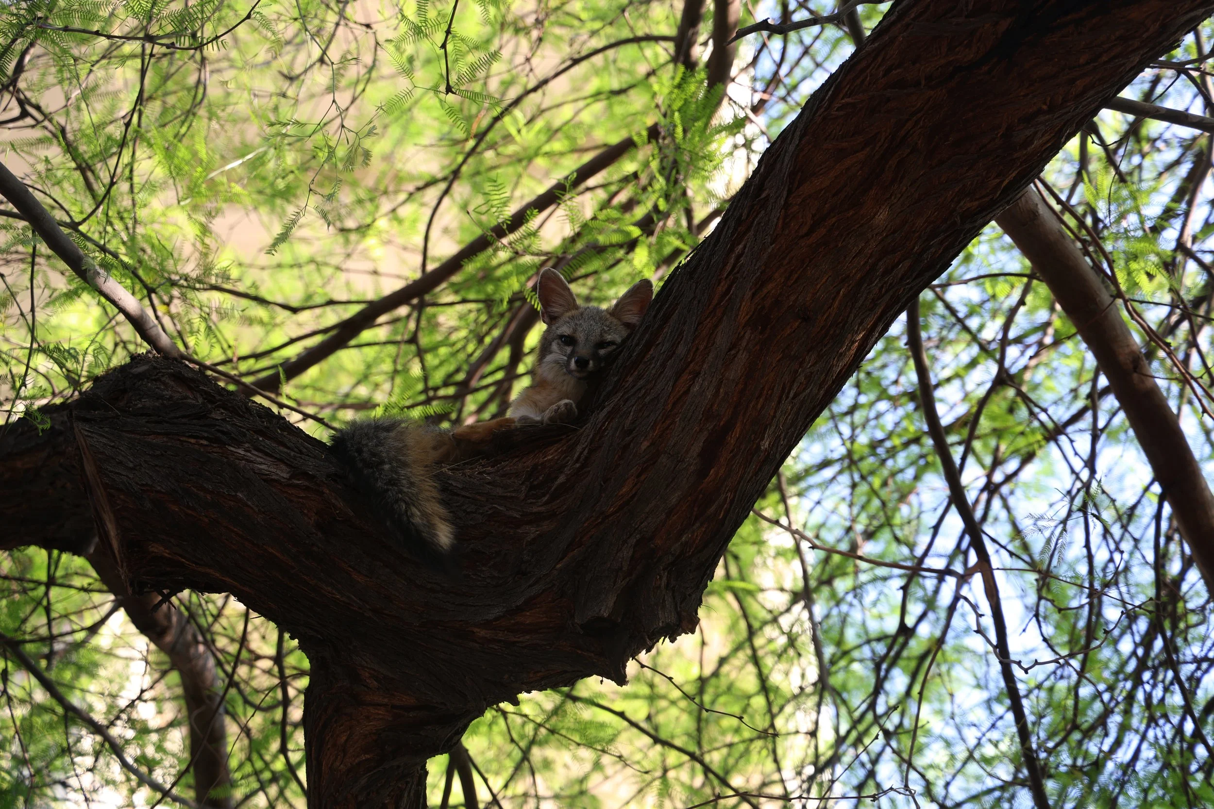 Little Friend / Tempe, Arizona / March 2025