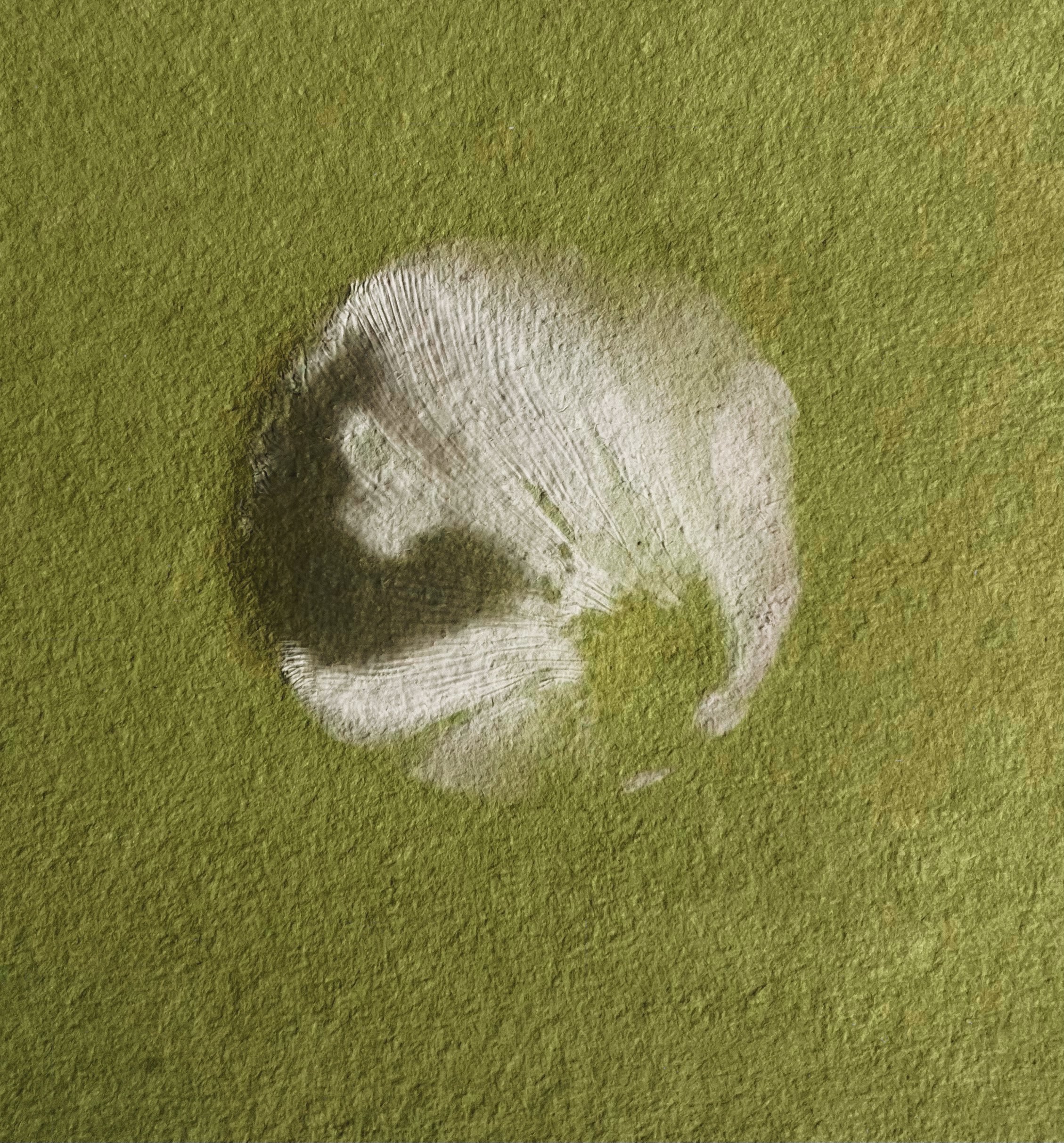 i.am.3 - oyster mushroom spore print on recycled ‘matcha’ paper. oct. 2023.
