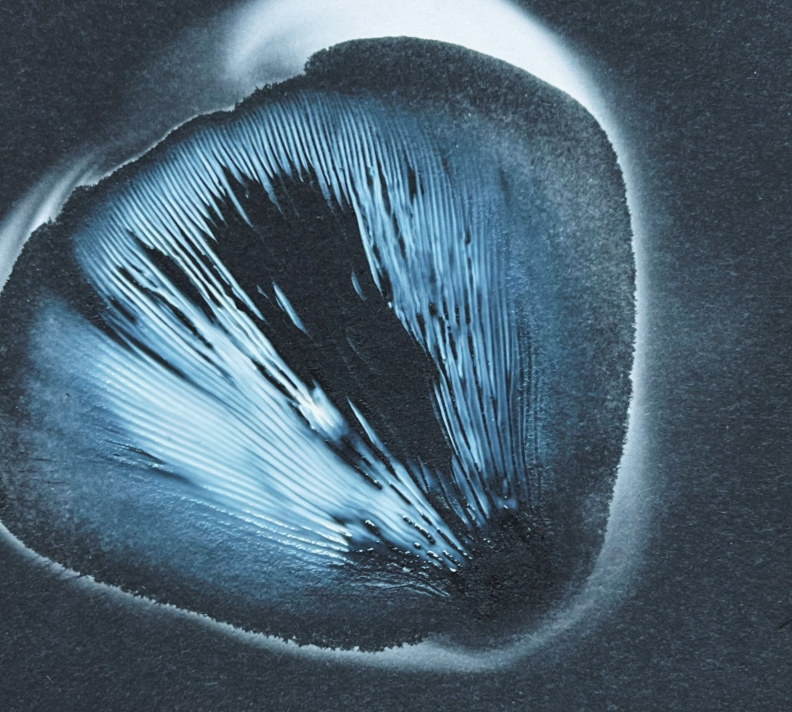 duarte - oyster mushroom spore print. oct. 2023.