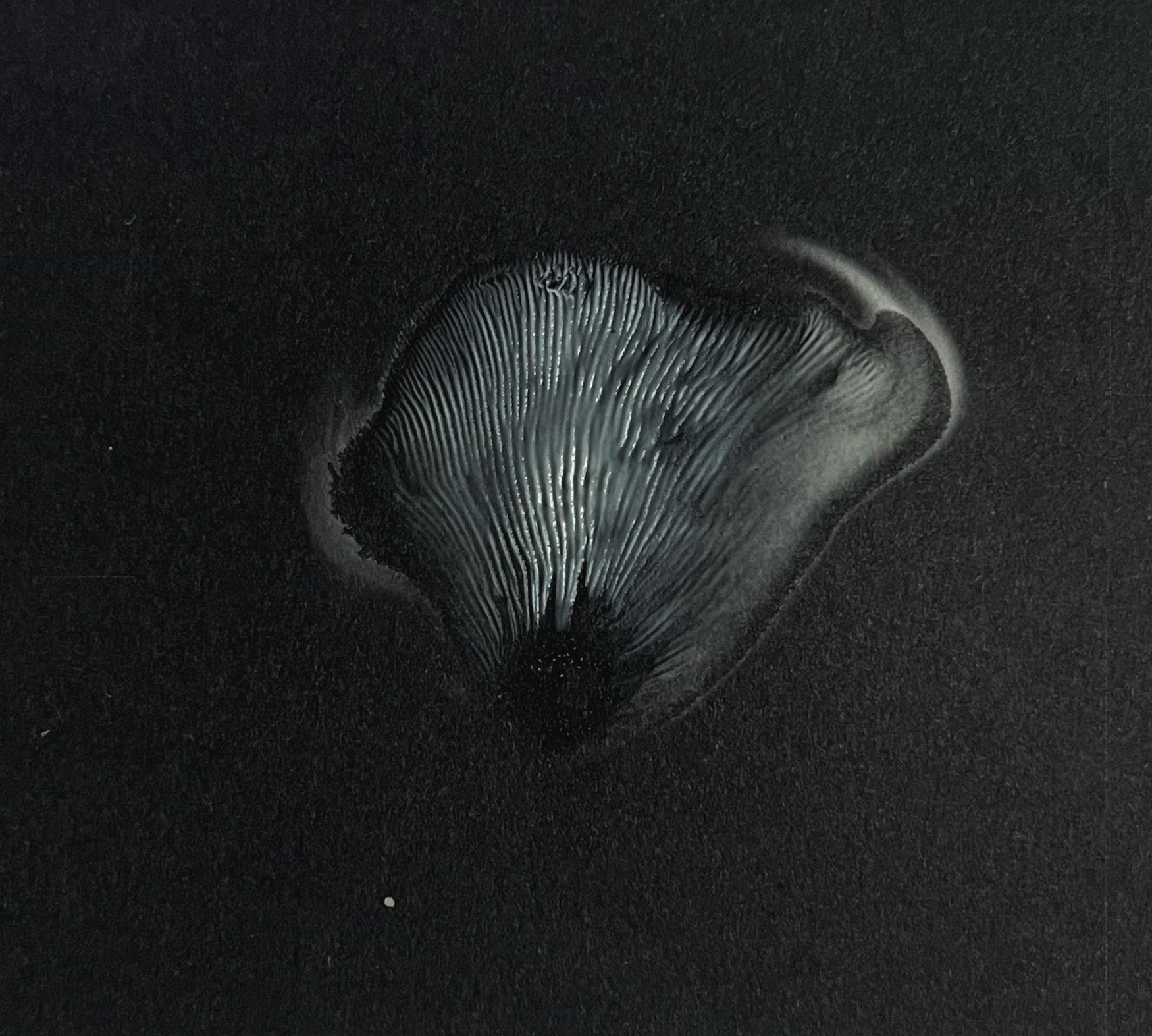 tara jaye - oyster mushroom spore print. oct. 2023.