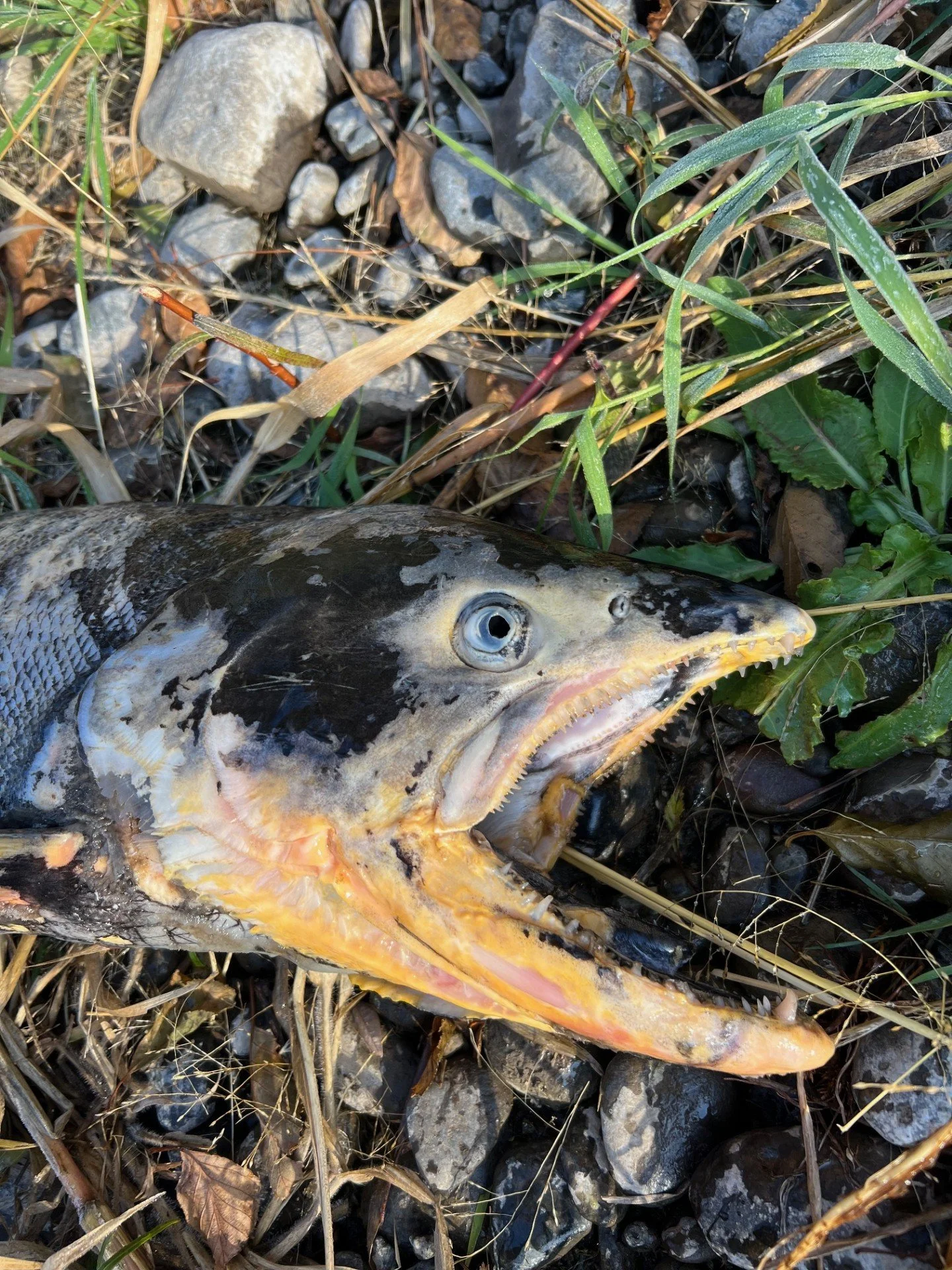 Chinook found by Nell McGuan in eastern WA