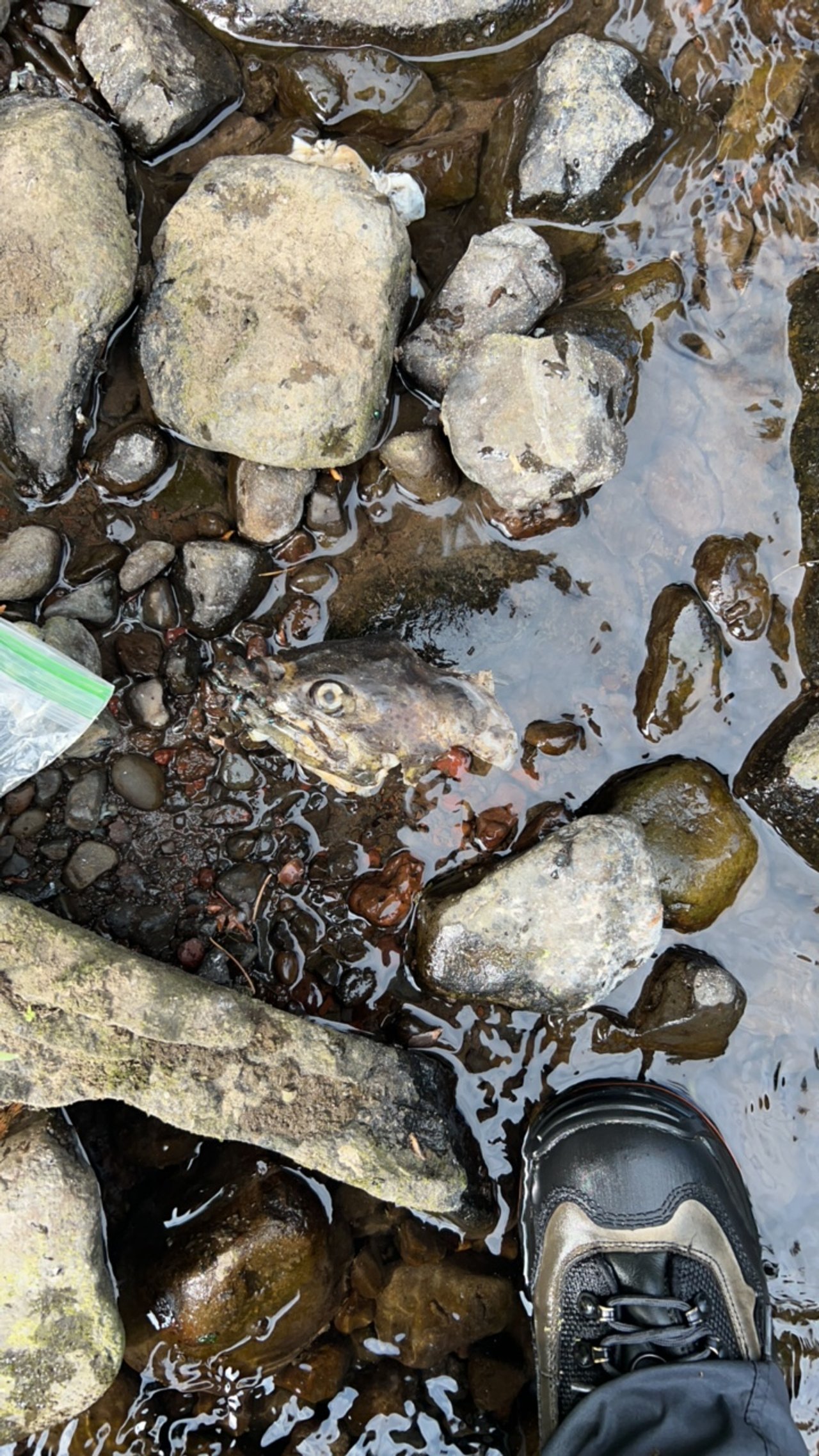 Technically a carcass from Wenaha River spawning grounds surveys photo credits: Wenaha River Dawgs