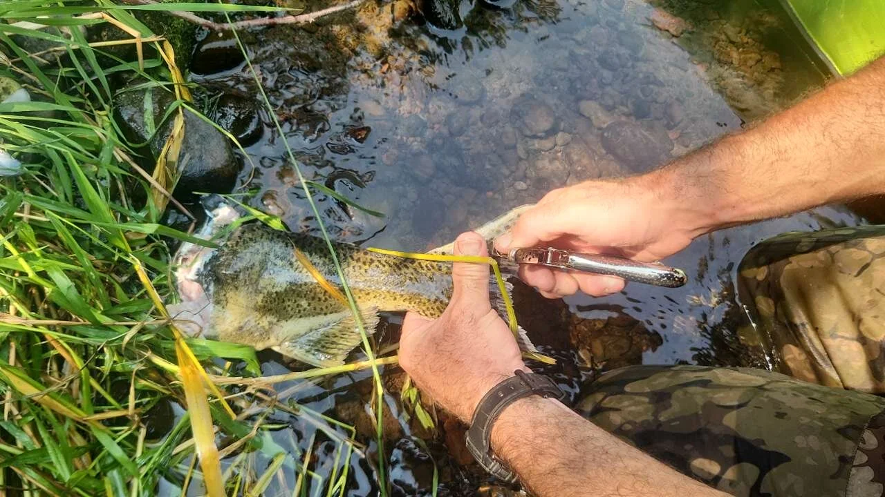 Bears at work on spring Chinook Salmon in the Wenaha River photo credits: Wenaha River Dawgs