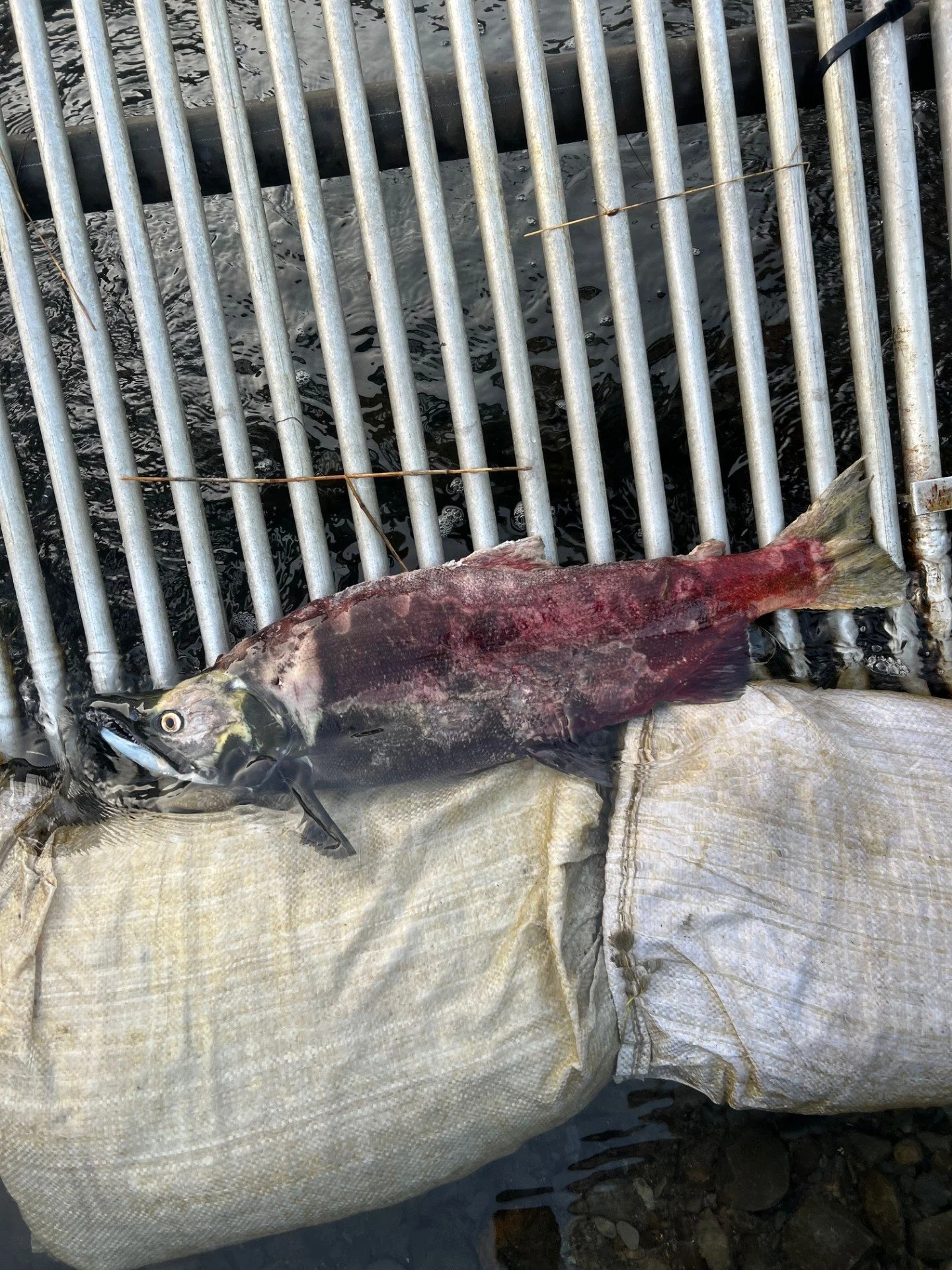 Sockeye found by Nell McGuan in Kodiak, AK