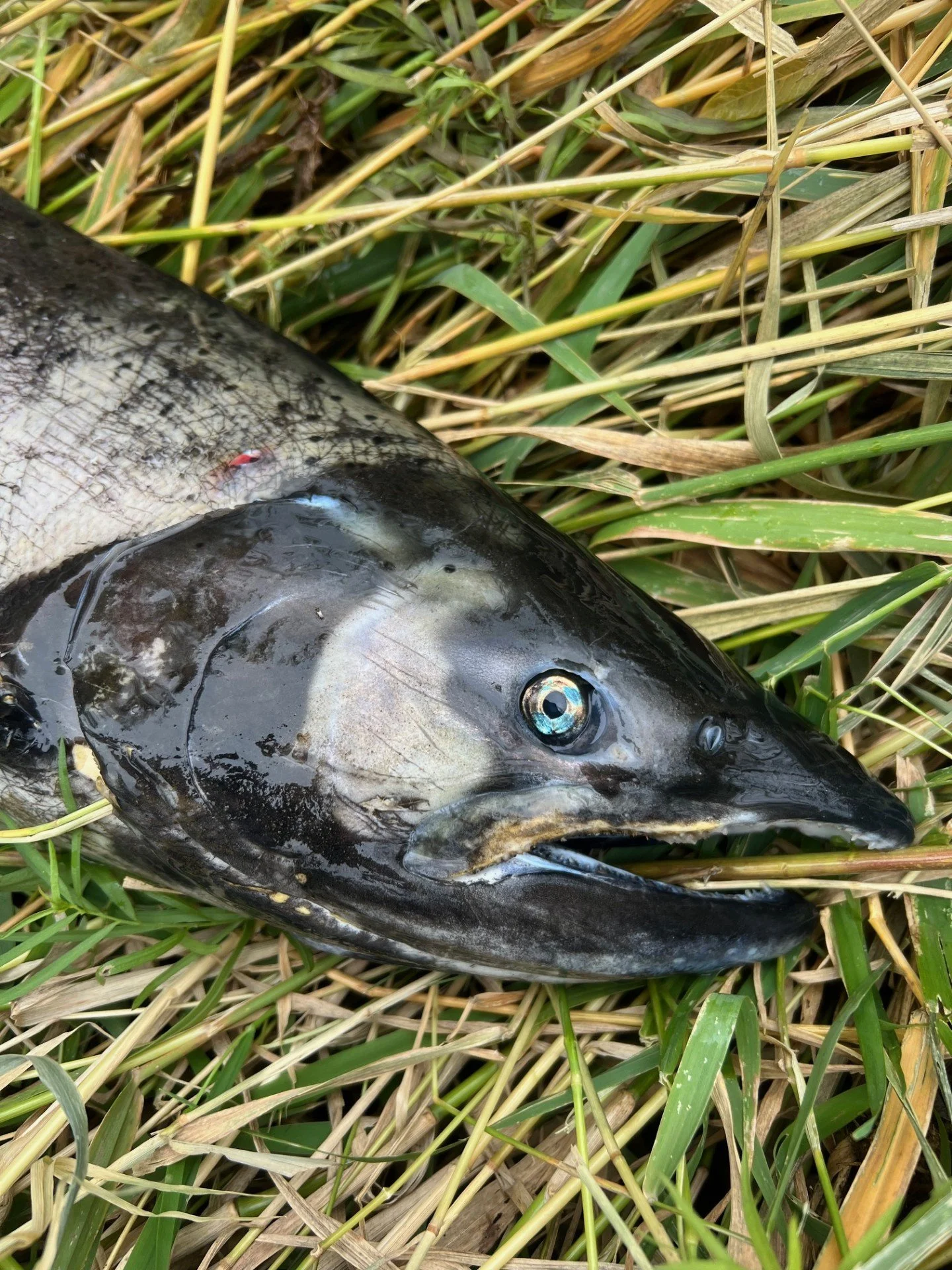 Chinook found by Nell McGuan in eastern WA